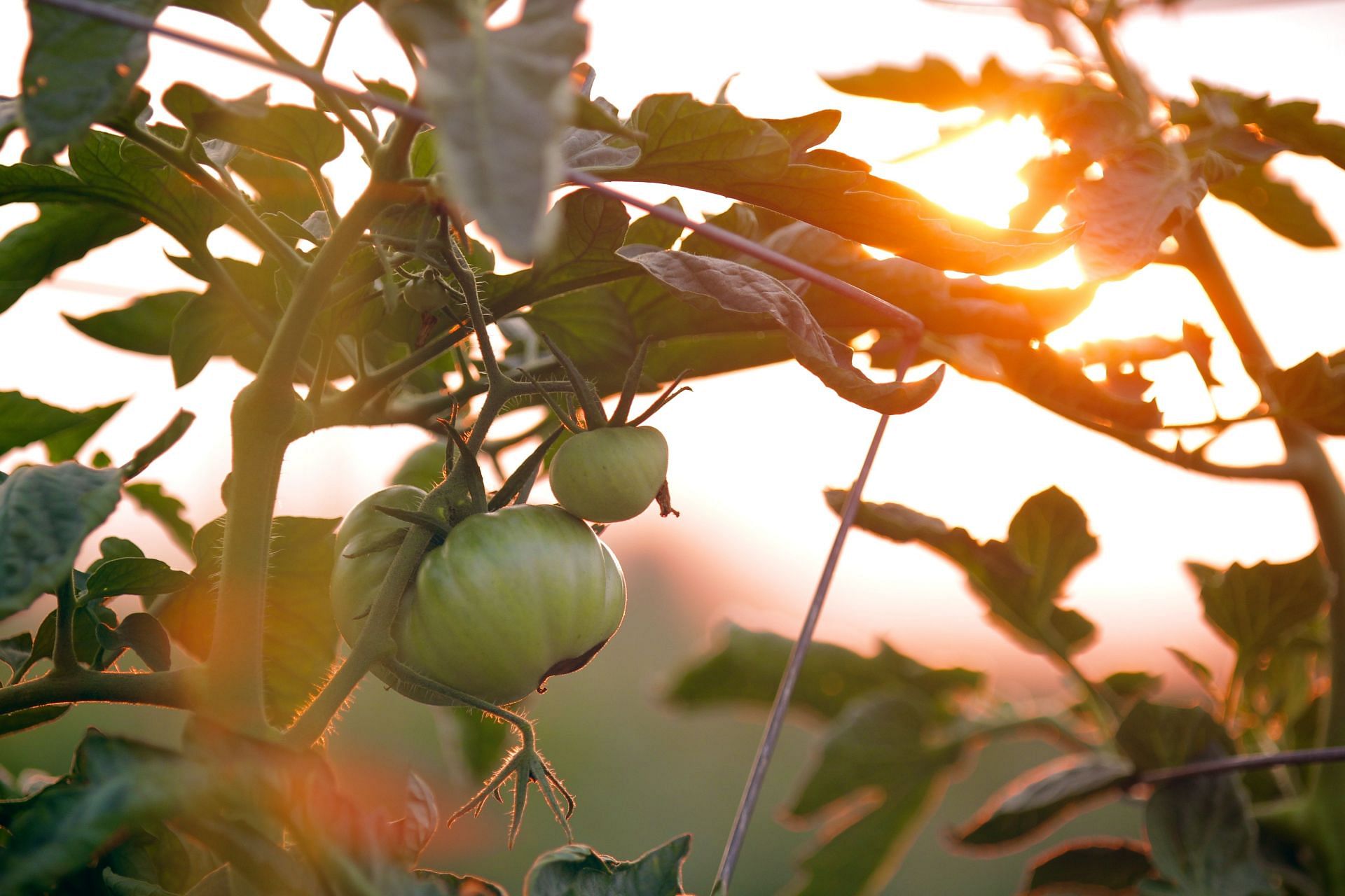 An organic tomato plant(Image by Chad Stembridge/Unsplash)