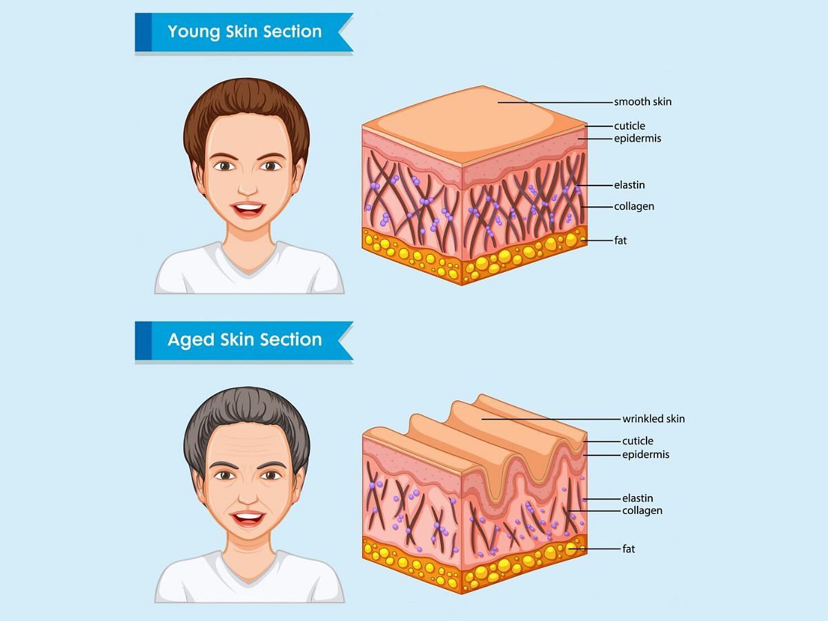 Collagen&#039;s effect on skin (image via Freepik)