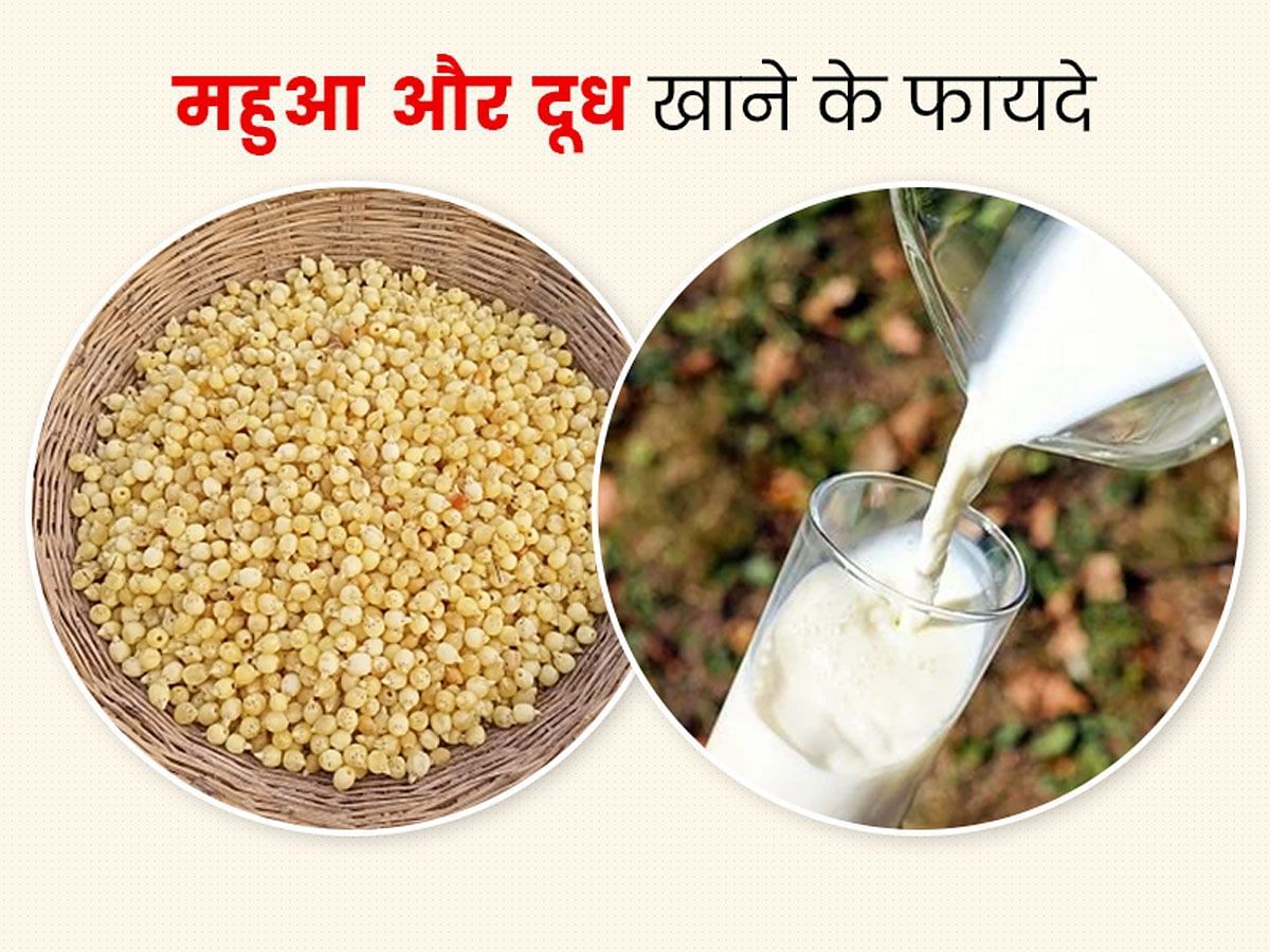 Mahua with Milk Benefits in Hindi (sportskeeda Hindi) 