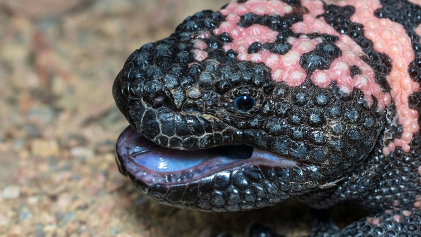 Is a Gila monster bite fatal? Colorado man dies after being bitten by ...