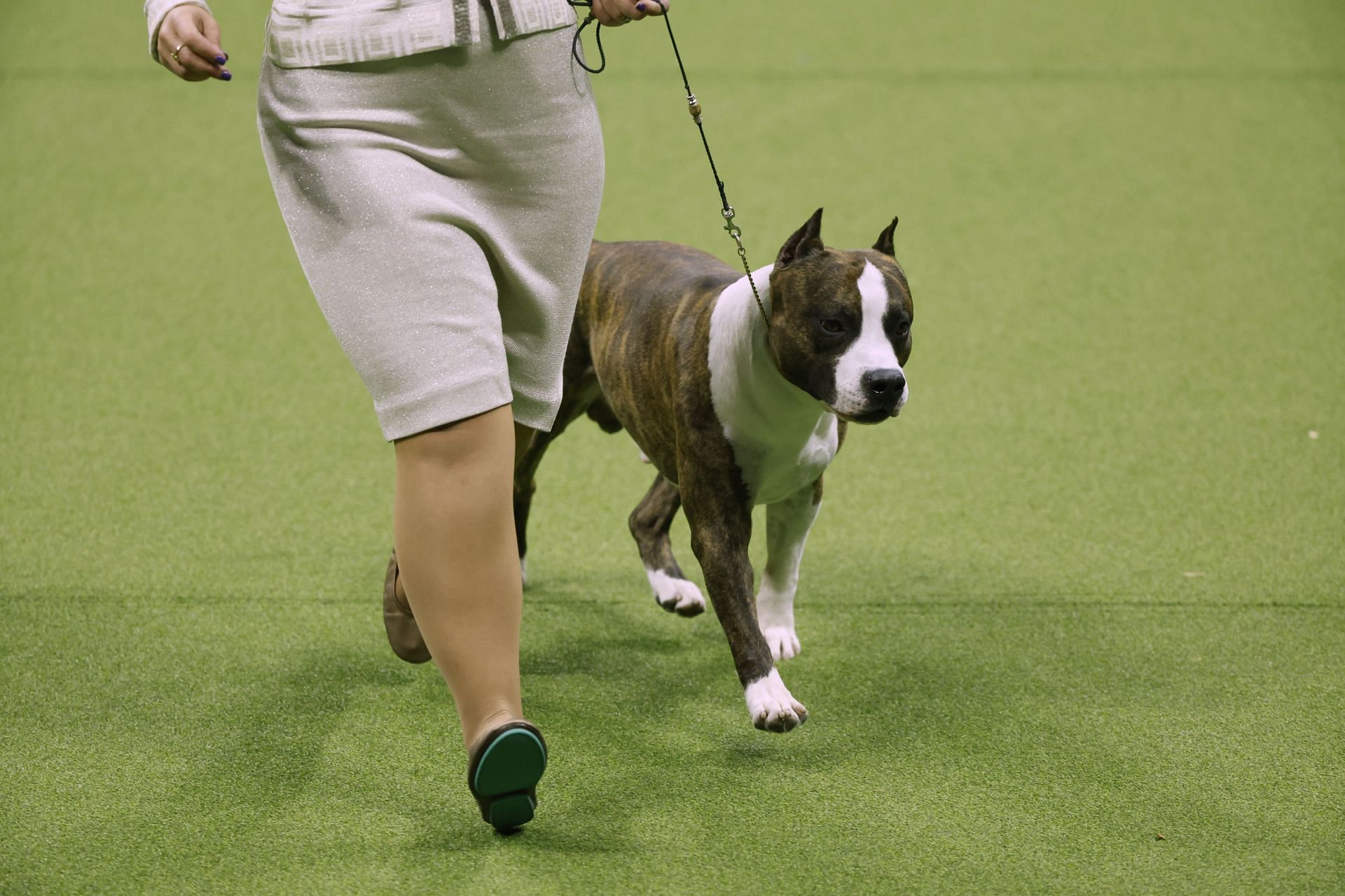 147th Annual Westminster Kennel Club Dog Show Presented by Purina Pro Plan