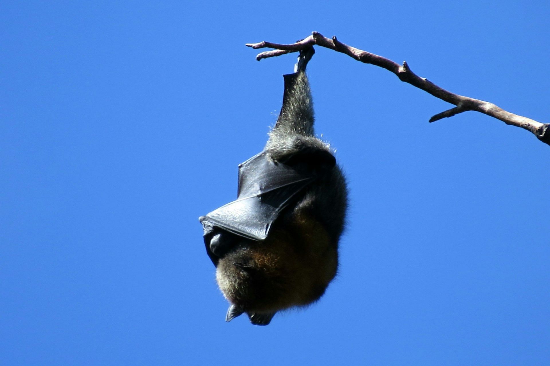 Bat bite a Human (Image via Unsplash/Sally Dixon)