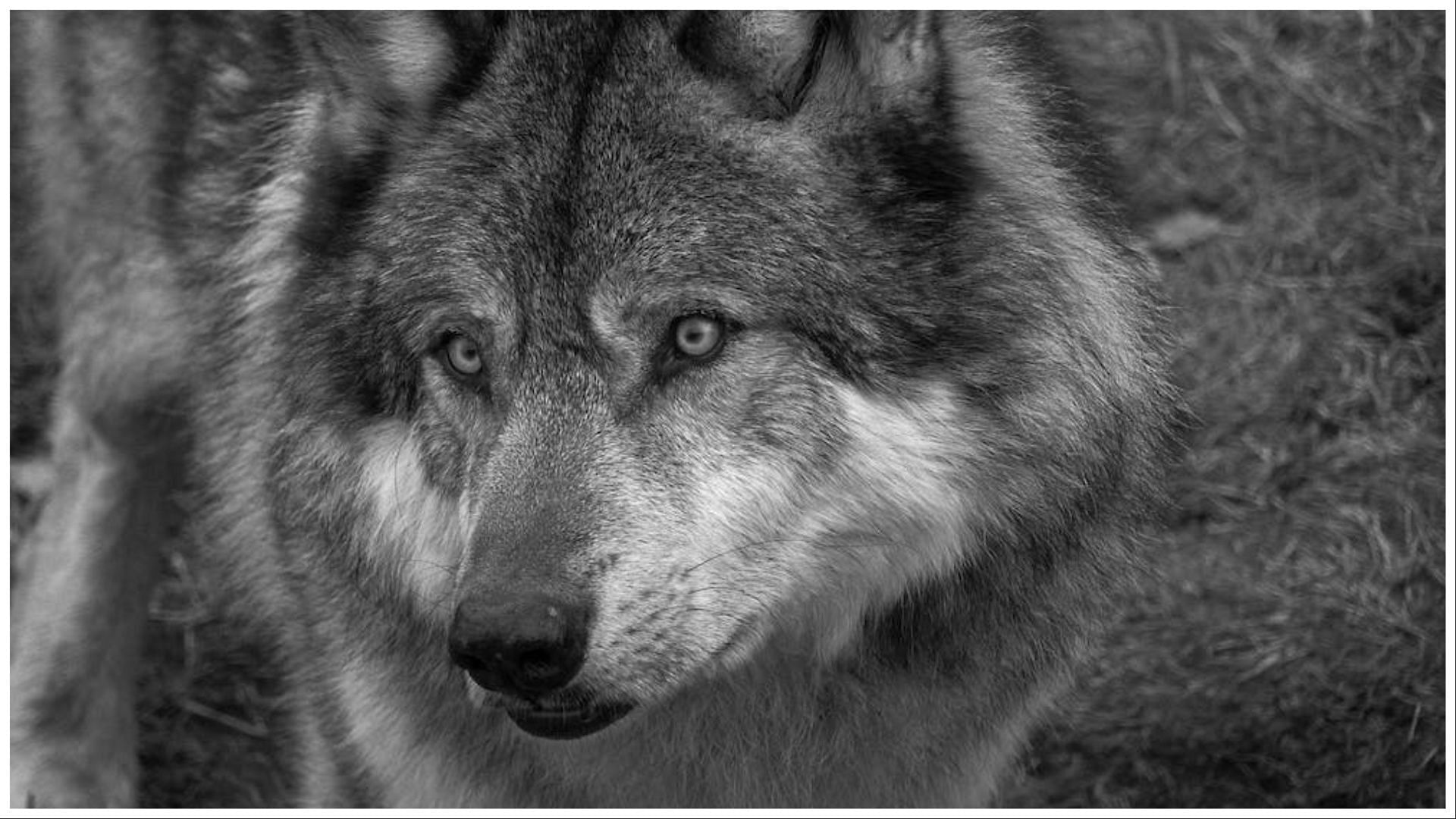 The wolves have anti-cancer properties (Image via Pexels)