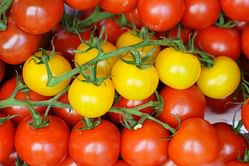 Best adrenal fatigue diet you need to try