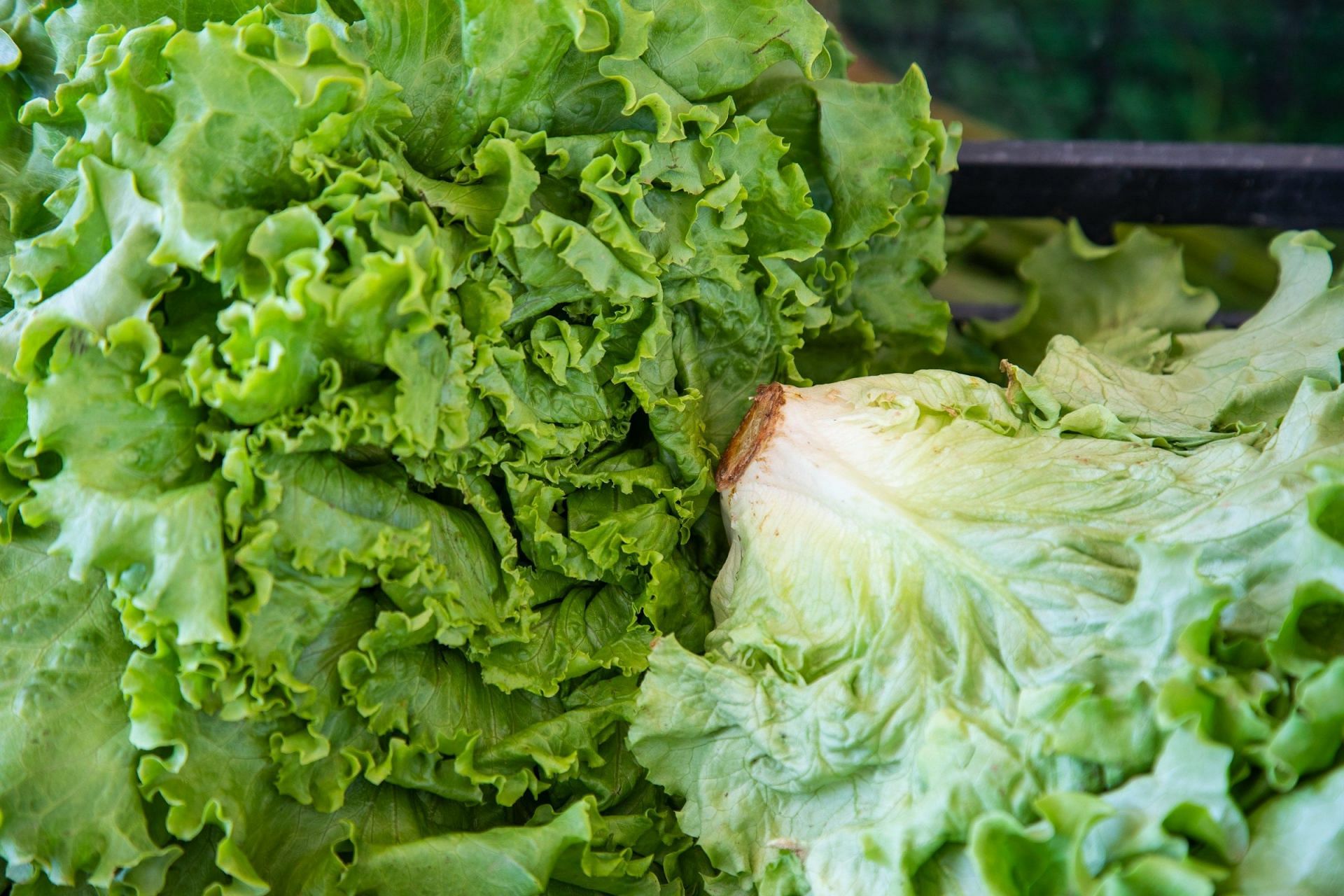Iceberg lettuce used in sandwiches and salads has almost zero calories (Image by Engin Akyurt/Unsplash)