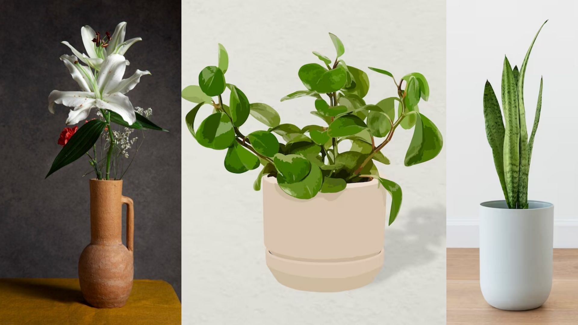 7 Low-maintenance indoor plants for home decor