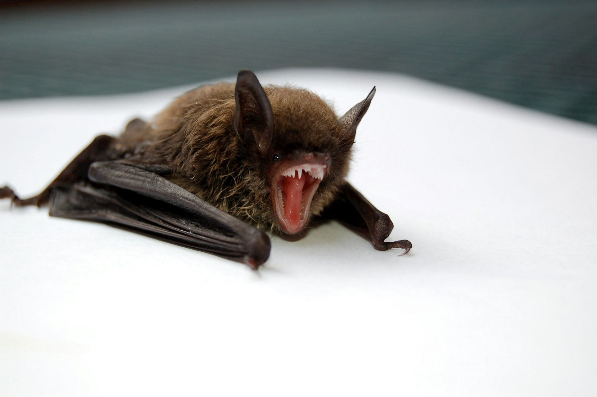 Bat bite a Human (Image via Unsplash/Todd Cravens)