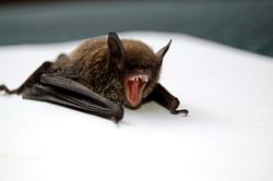 How badly can a Bat bite a Human? Know the consequences