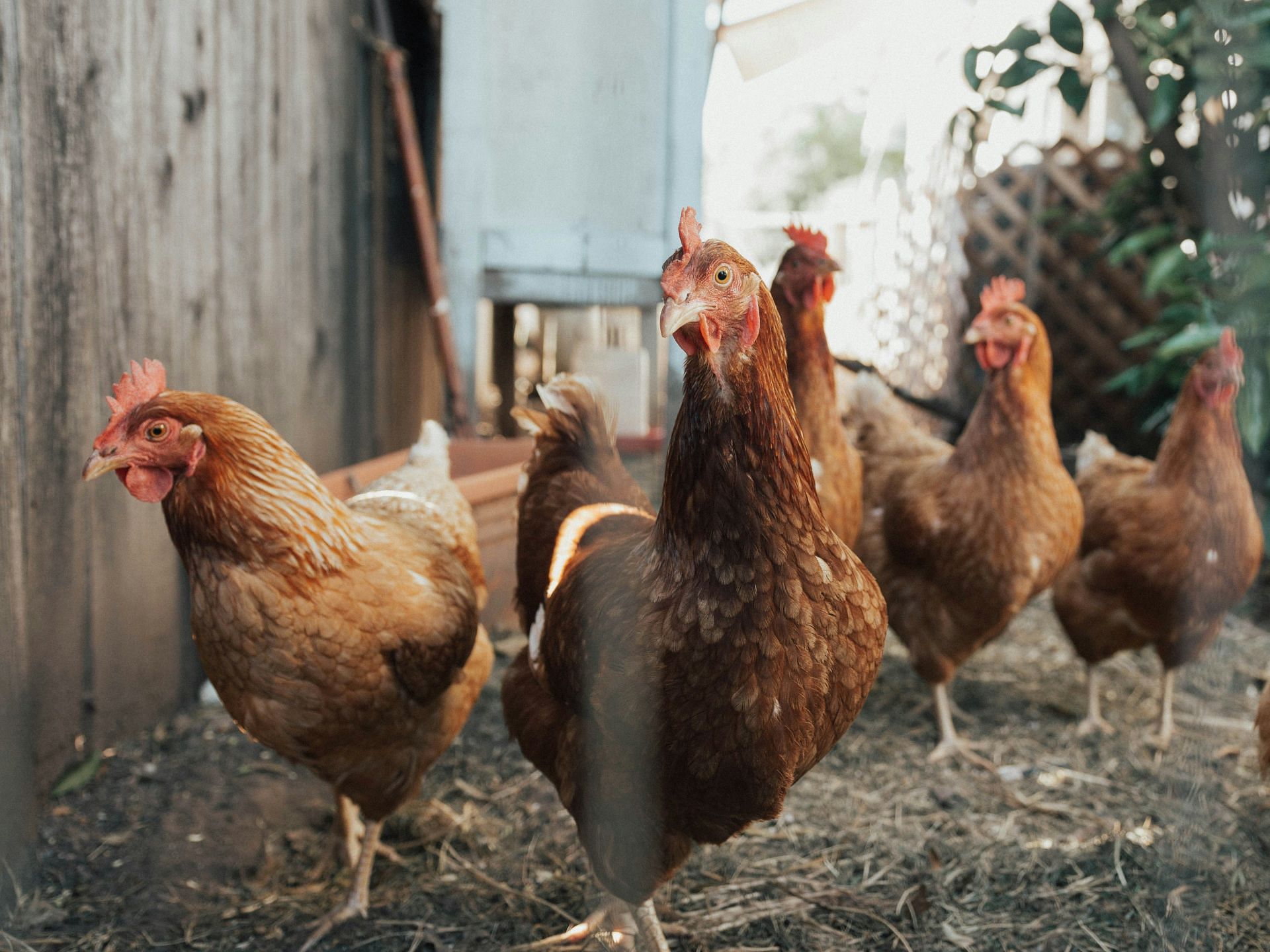 Chicken as a source of lean protein in Polycythemia Vera diet (Image by Ben Moreland/Unsplash)