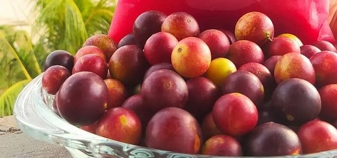Camu camu benefits, uses, and side effects