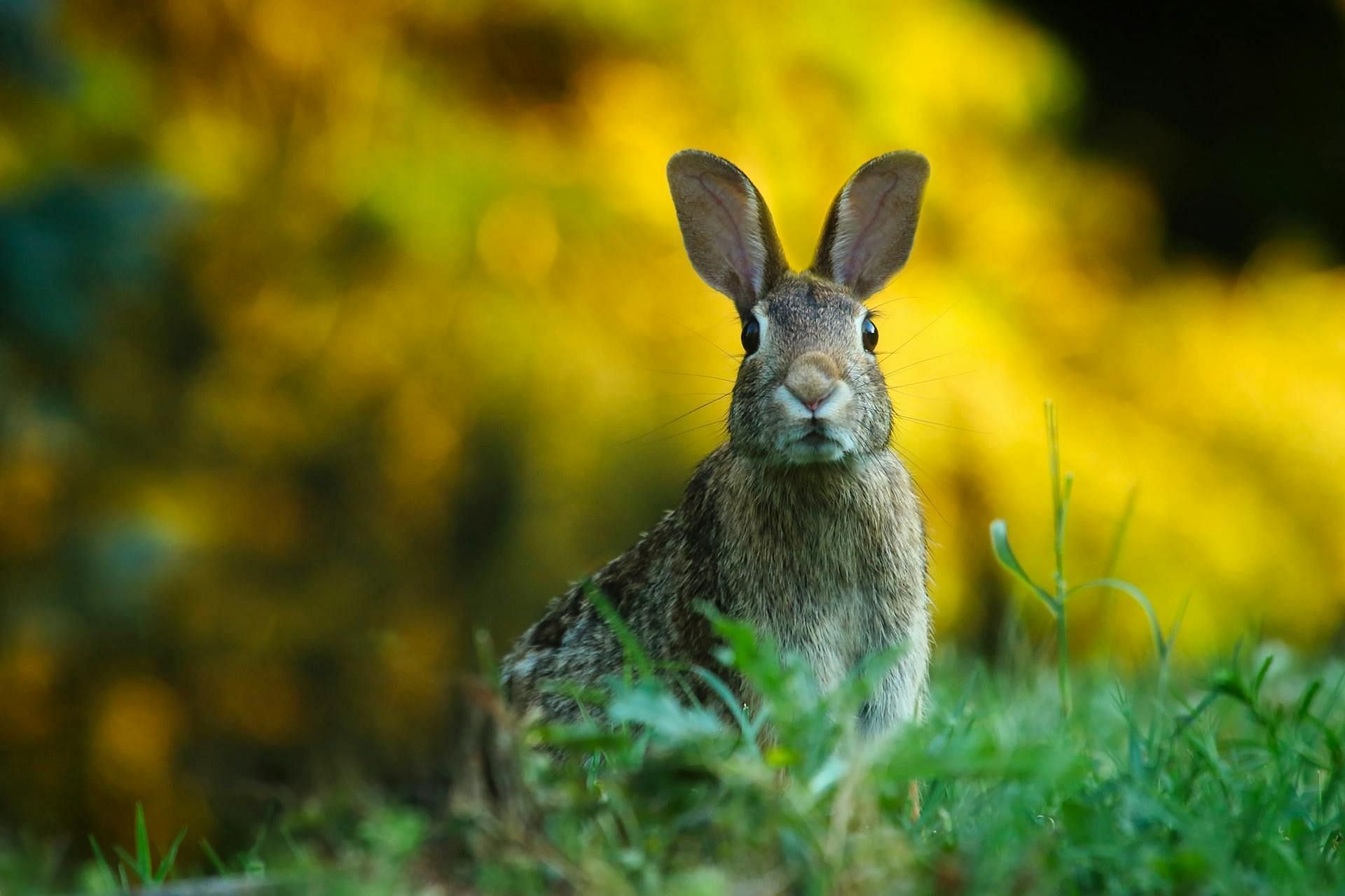 Rabbit pose can be achieved perfectly with time (Image via Pexels/ Pixabay)