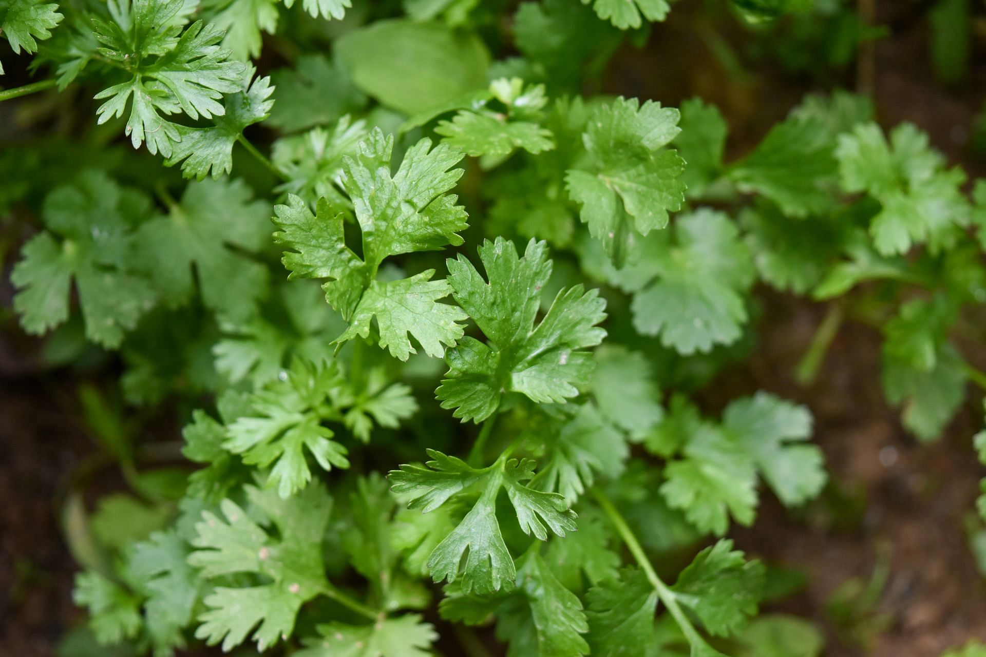 Coriander seeds come from this plant. (Image by Chandan Chaurasia/Unsplash)