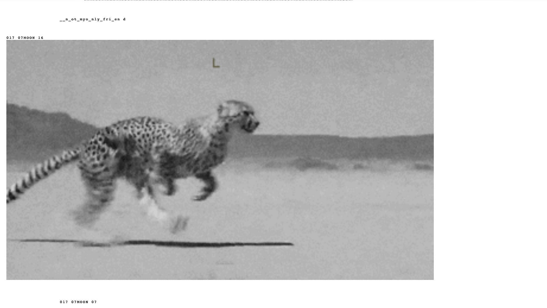 The GIF containing 32 clips of a cheetah running taken from Twenty One Pilots&#039; official website for &#039;I Am Clancy&#039; (Image via dmaorg.info)