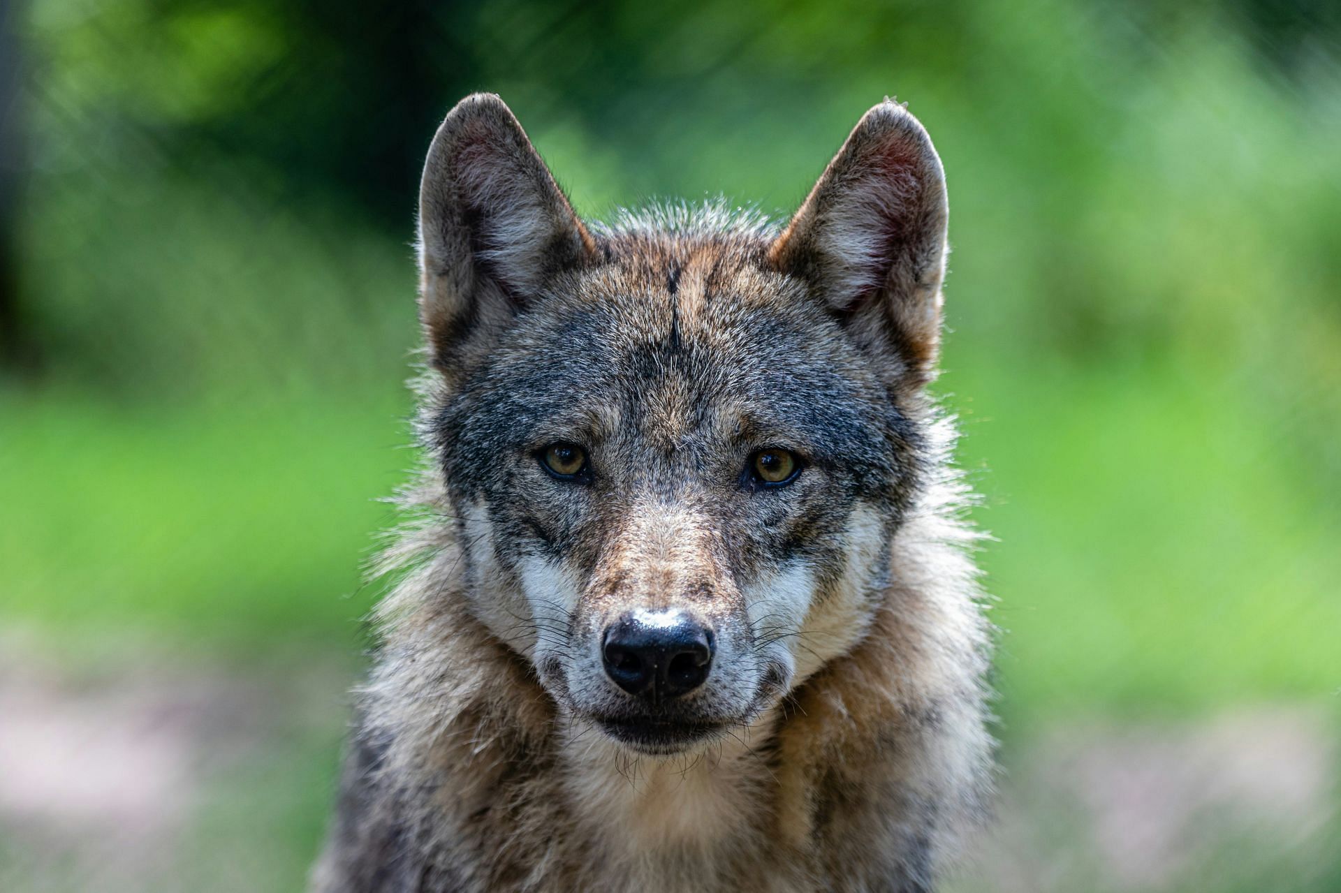 Coyote attack in Rhode Island reported. (Image via Unsplash)