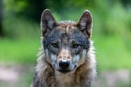 Coyote attack in Rhode Island reported. (Image via Unsplash)