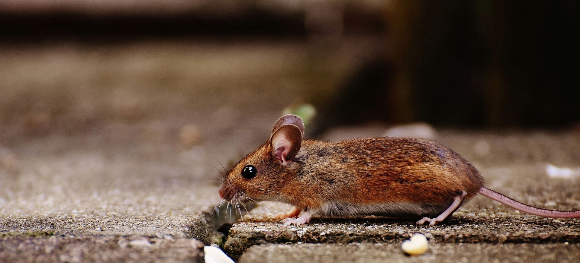 Rodents can spread the human plague. (Image via Unsplash/ Alexas Fotos)