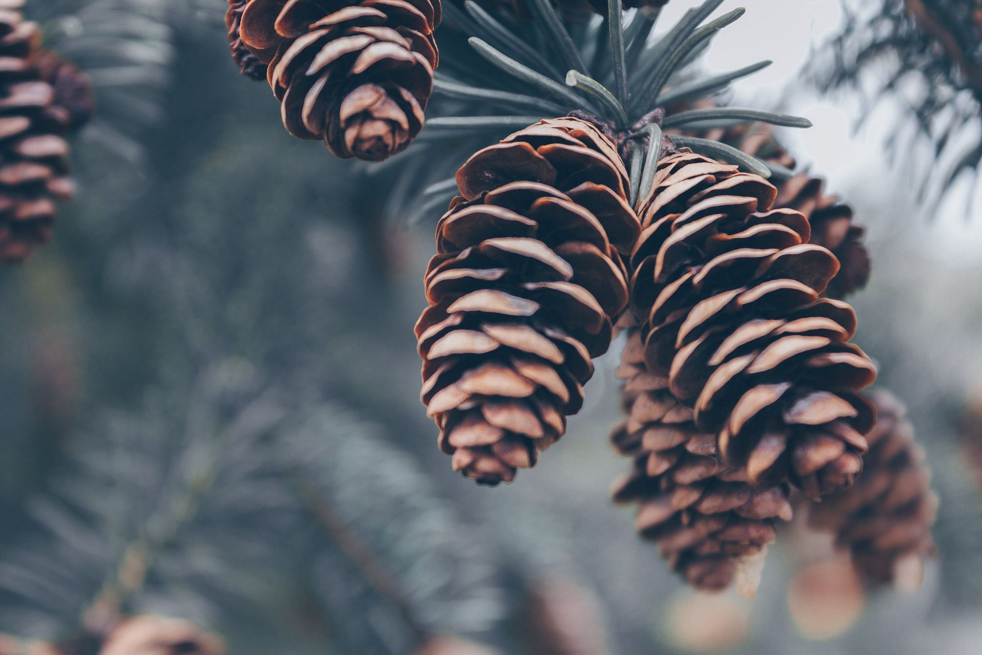 pine pollen benefits (image sourced via Pexels / Photo by josh)