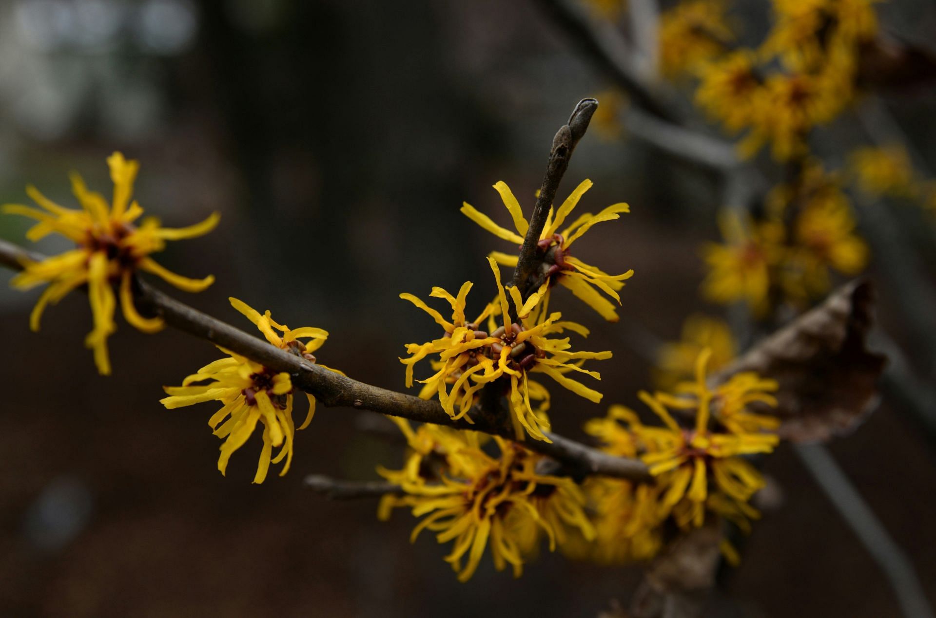 The magical witch hazel plant (Image by Laura Ockel/Unsplash)