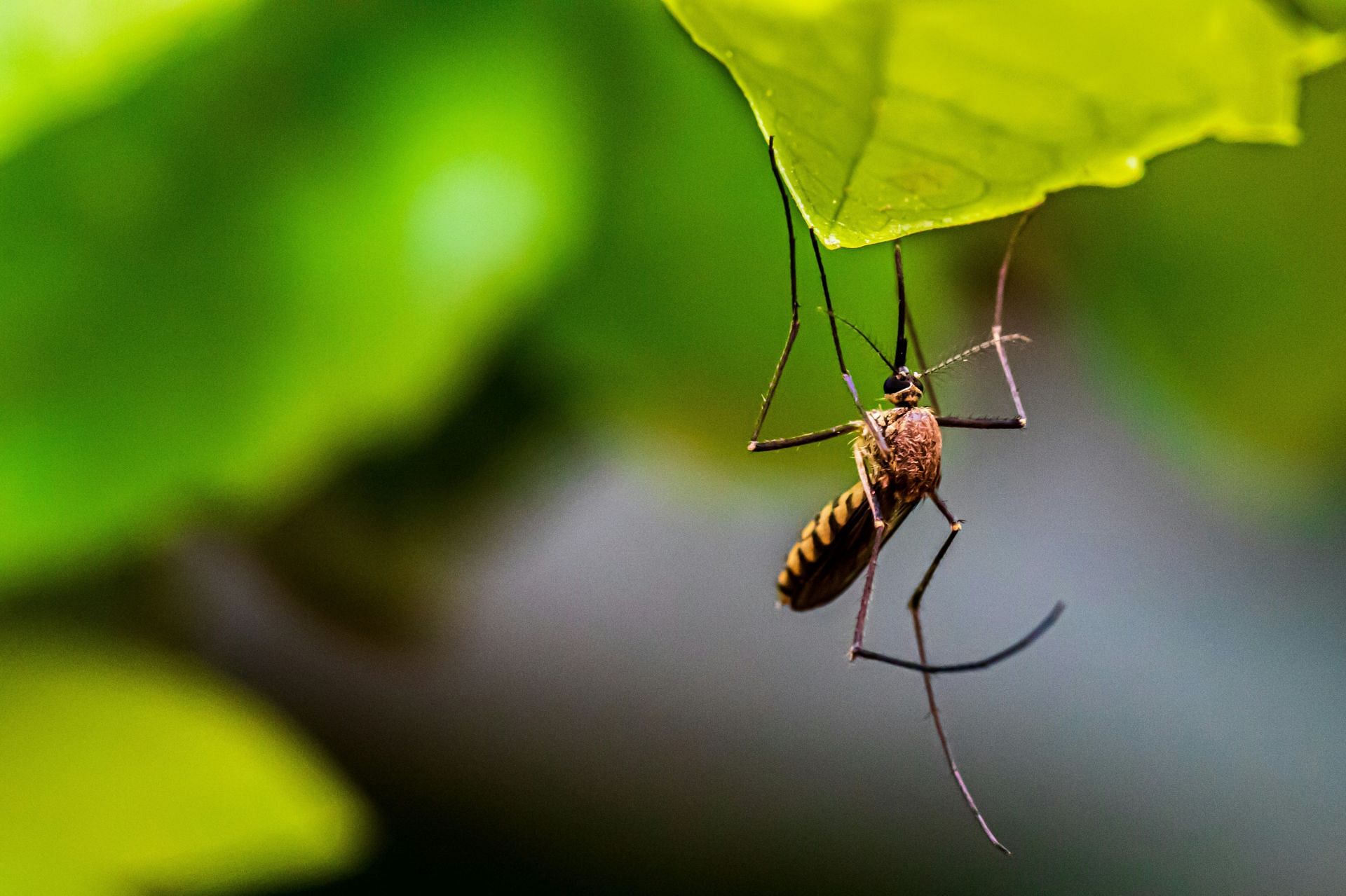 Zika Virus (Image via Unsplash/Syed Ali)