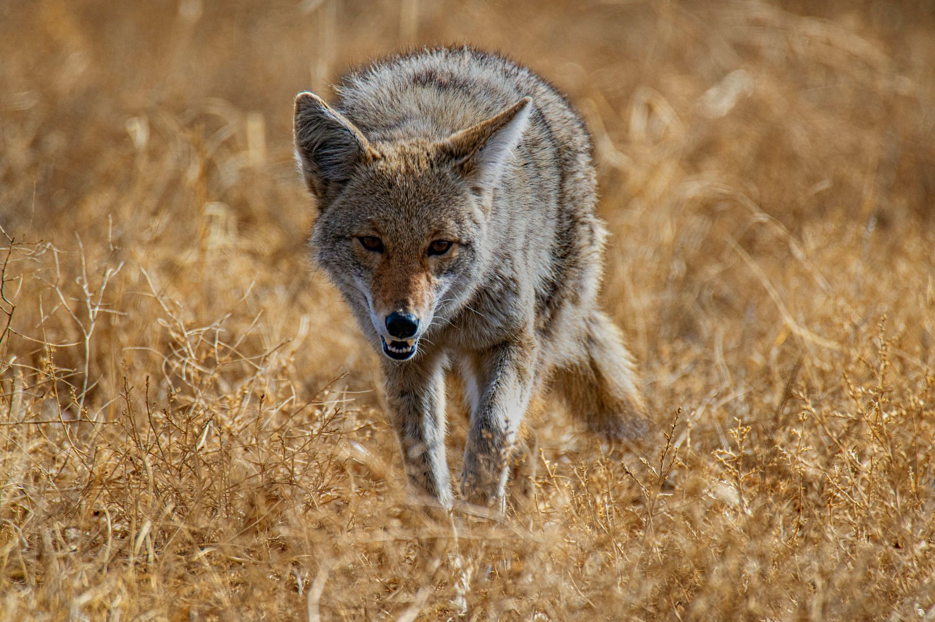 Coyote attack can be dangerous if the animal is infected. (Image via Unsplash)