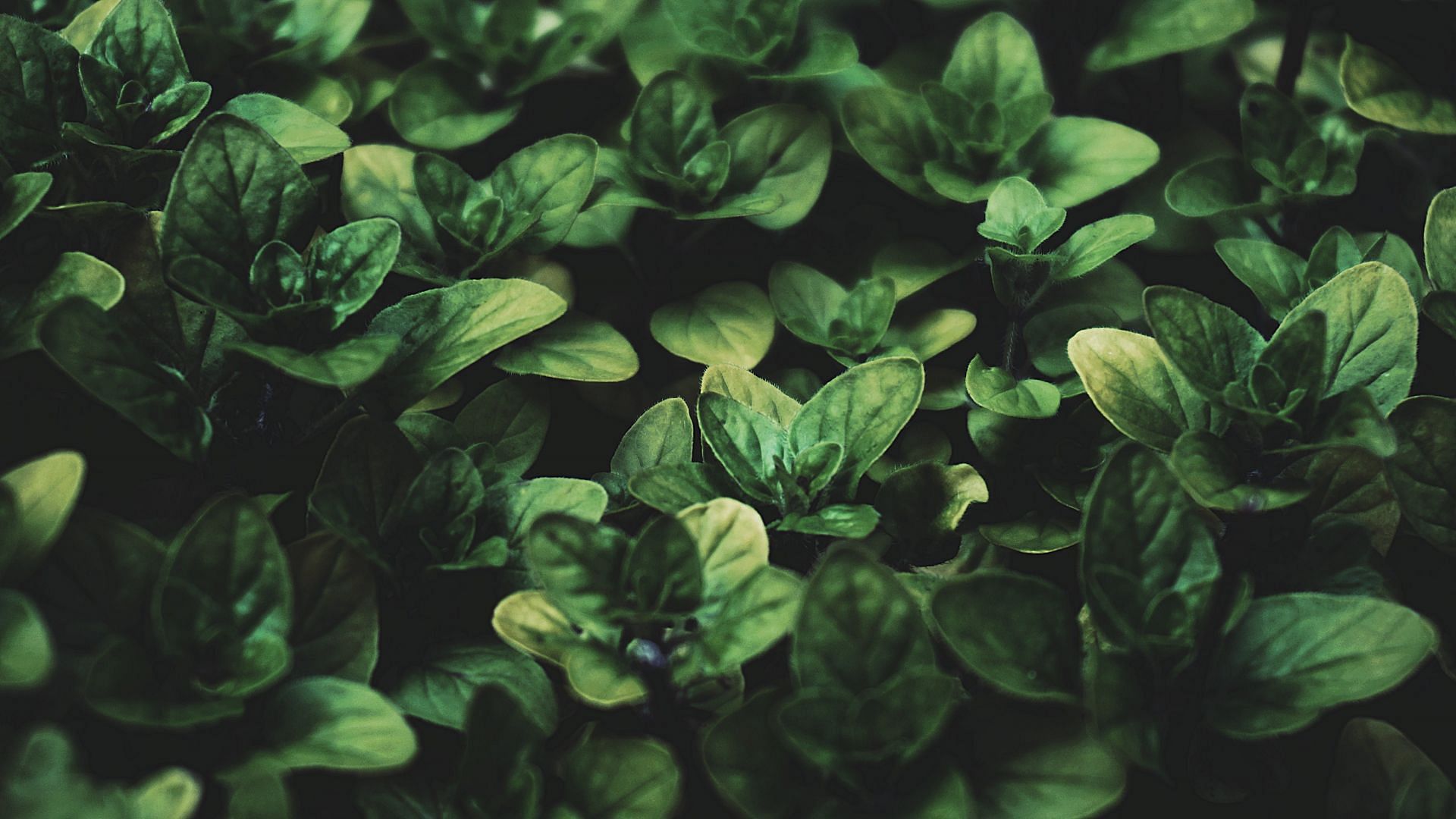 Basil essential oil benefits (image sourced via Pexels / Photo by suzy)