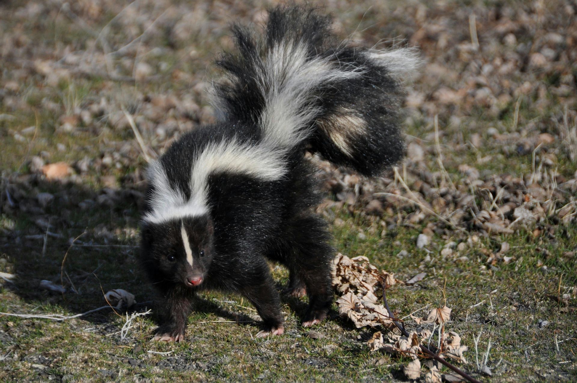 Skunk rabies reported in South Indiana. (Image via Unsplash)