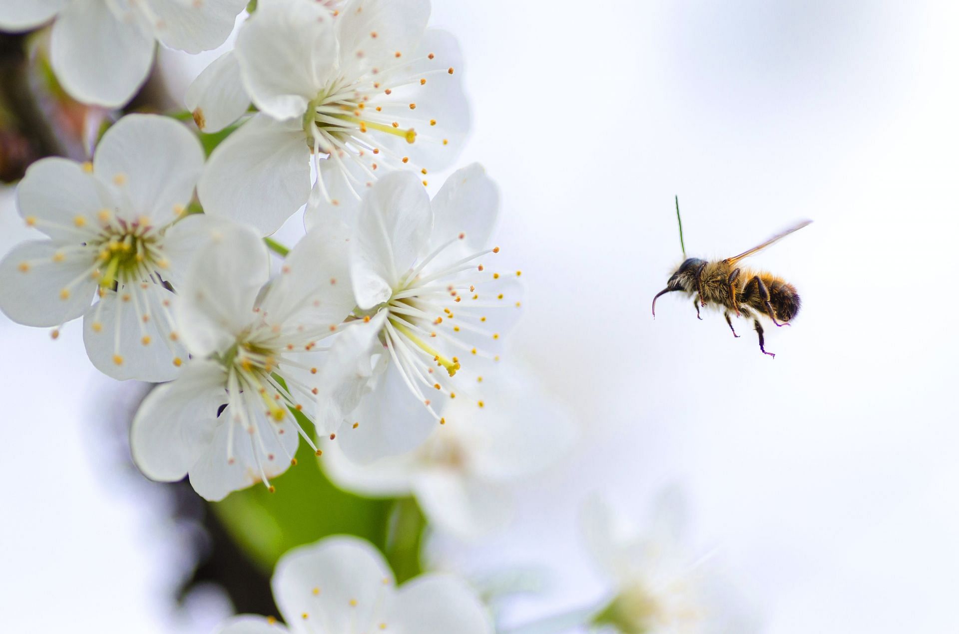 pine pollen benefits (image sourced via Pexels / Photo by lukas)
