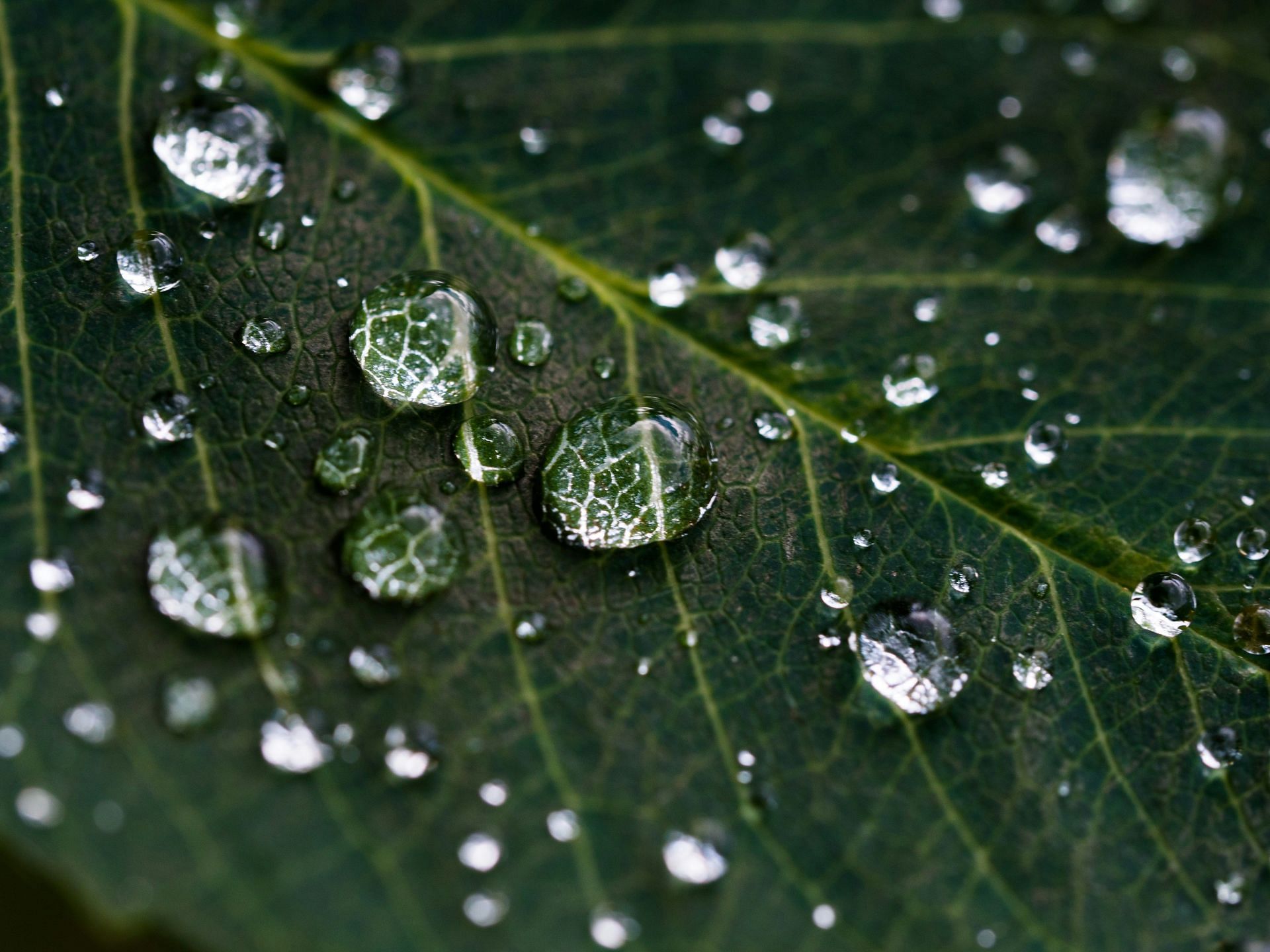 Benefits on drinking chlorophyll water are many (Image by Dan carlson/Unsplash)