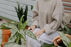 7 major snake plant benefits on your health