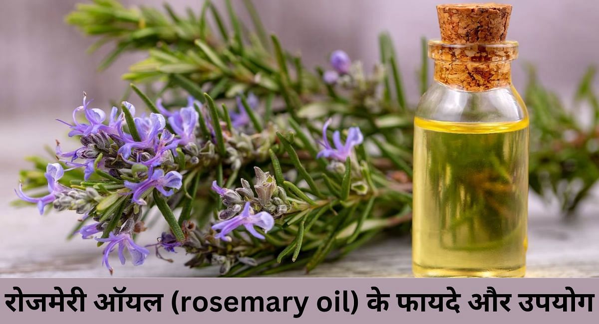 रोजमेरी ऑयल (rosemary oil) के 10 फायदे और उपयोग (फोटो - sportskeedaहिन्दी)