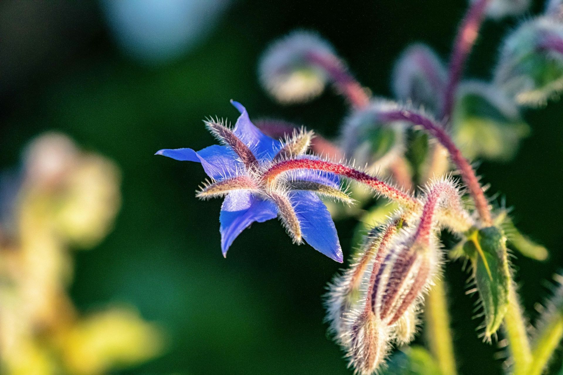 Borage oil is extracted from this plant (Image by Gary J Stearman/Unsplash)