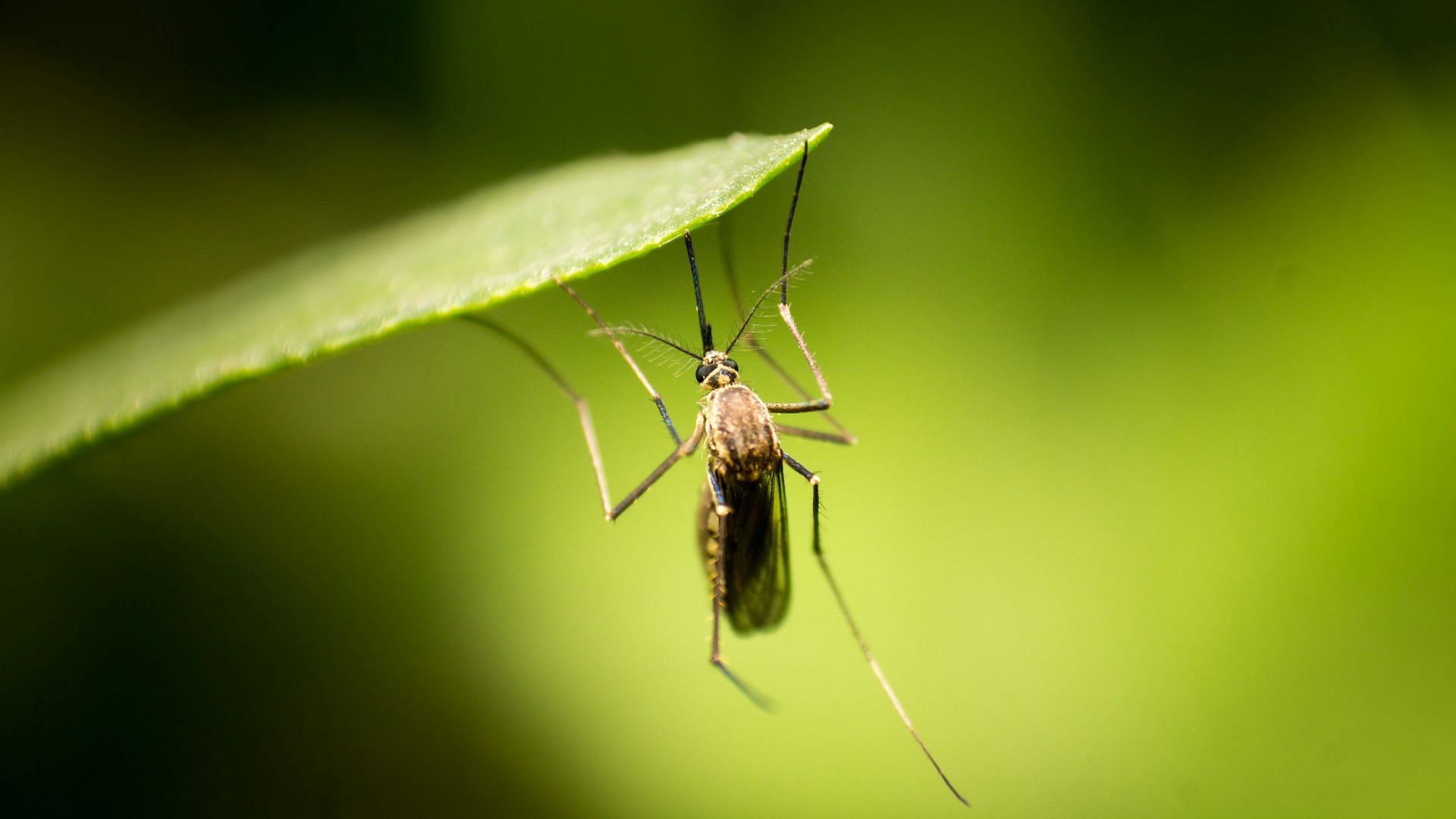 Zika Virus (Image via Unsplash/Shardar Tarikul Islam)
