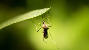 Zika Virus: Here's everything to know about the deadly virus