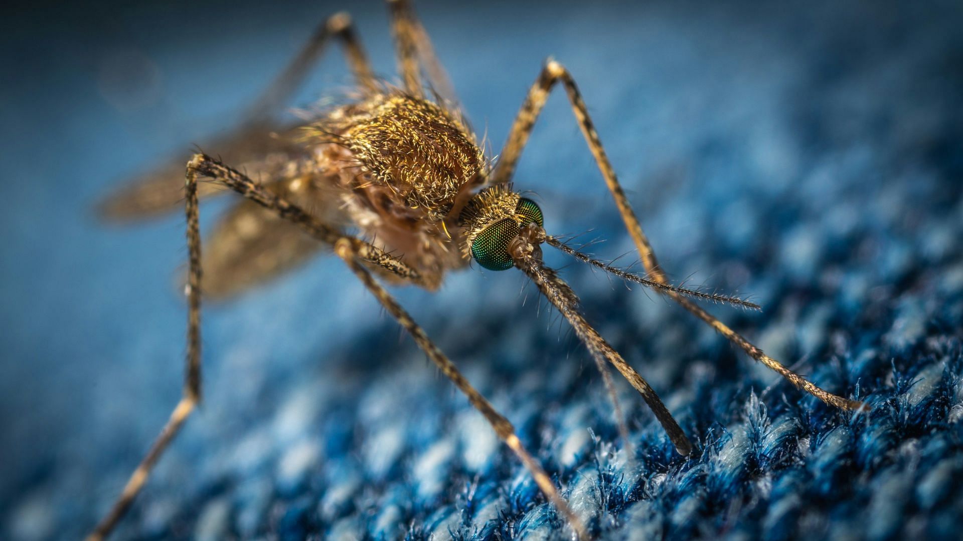 Zika Virus (Image via Unsplash/Ekamelev)