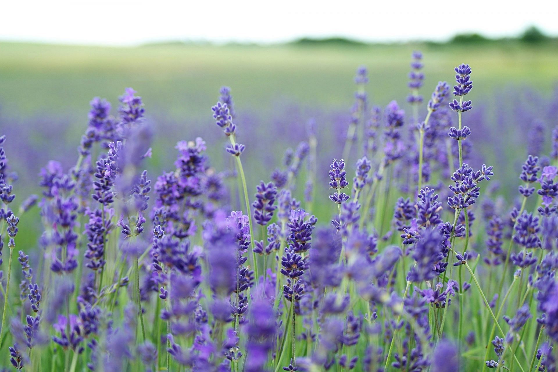 Herbal supplements for anxiety: Lavender (Image by Annie Spratt/Unsplash)