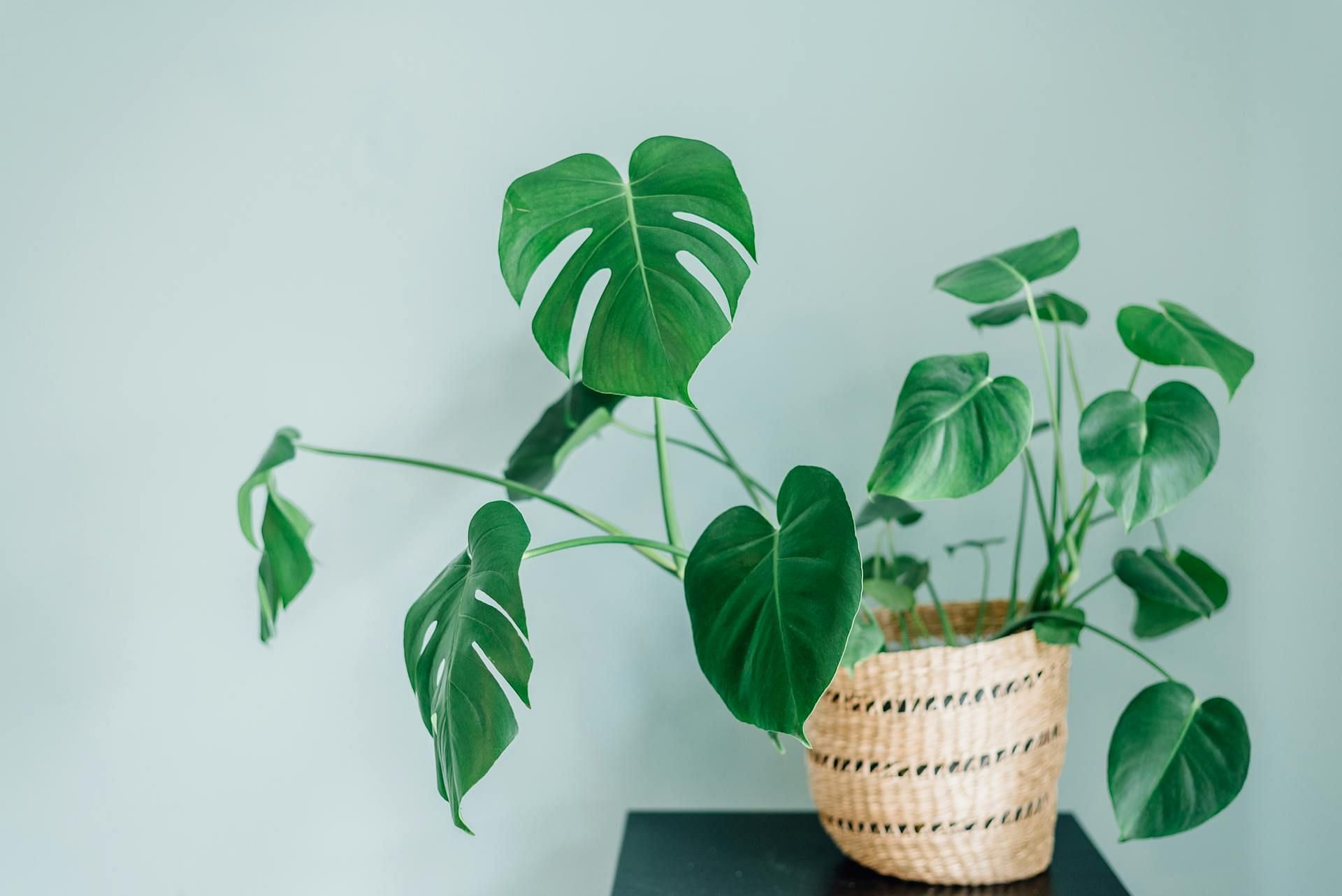 Beautiful and healthy home decor (Image via Pexels/Larissa Farber)