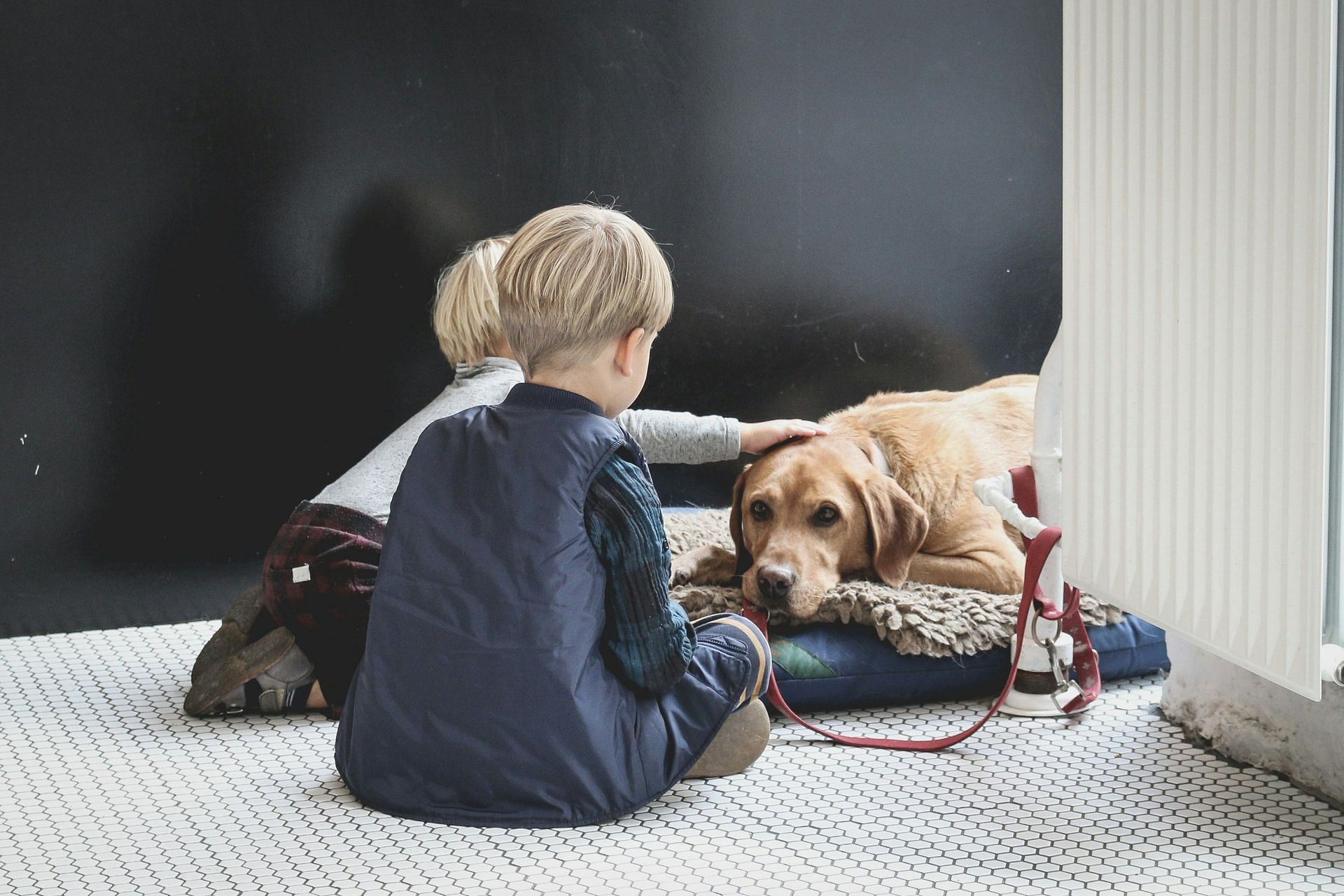 Having a dog can engage your kid in more physical activity (Image by Sabina Fratila/Unsplash)