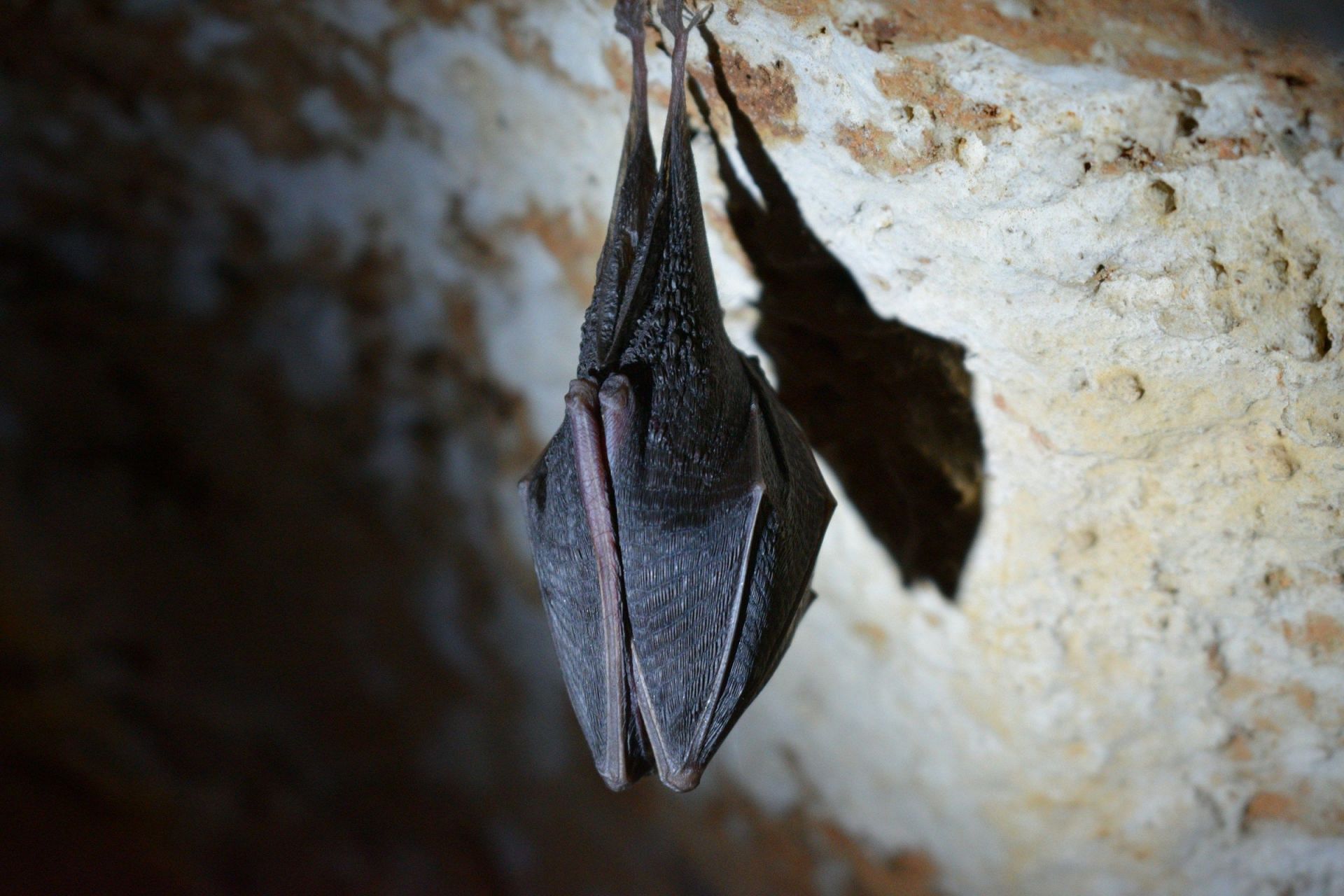Bat bite a Human (Image via Unsplash/Tine Ivanic)