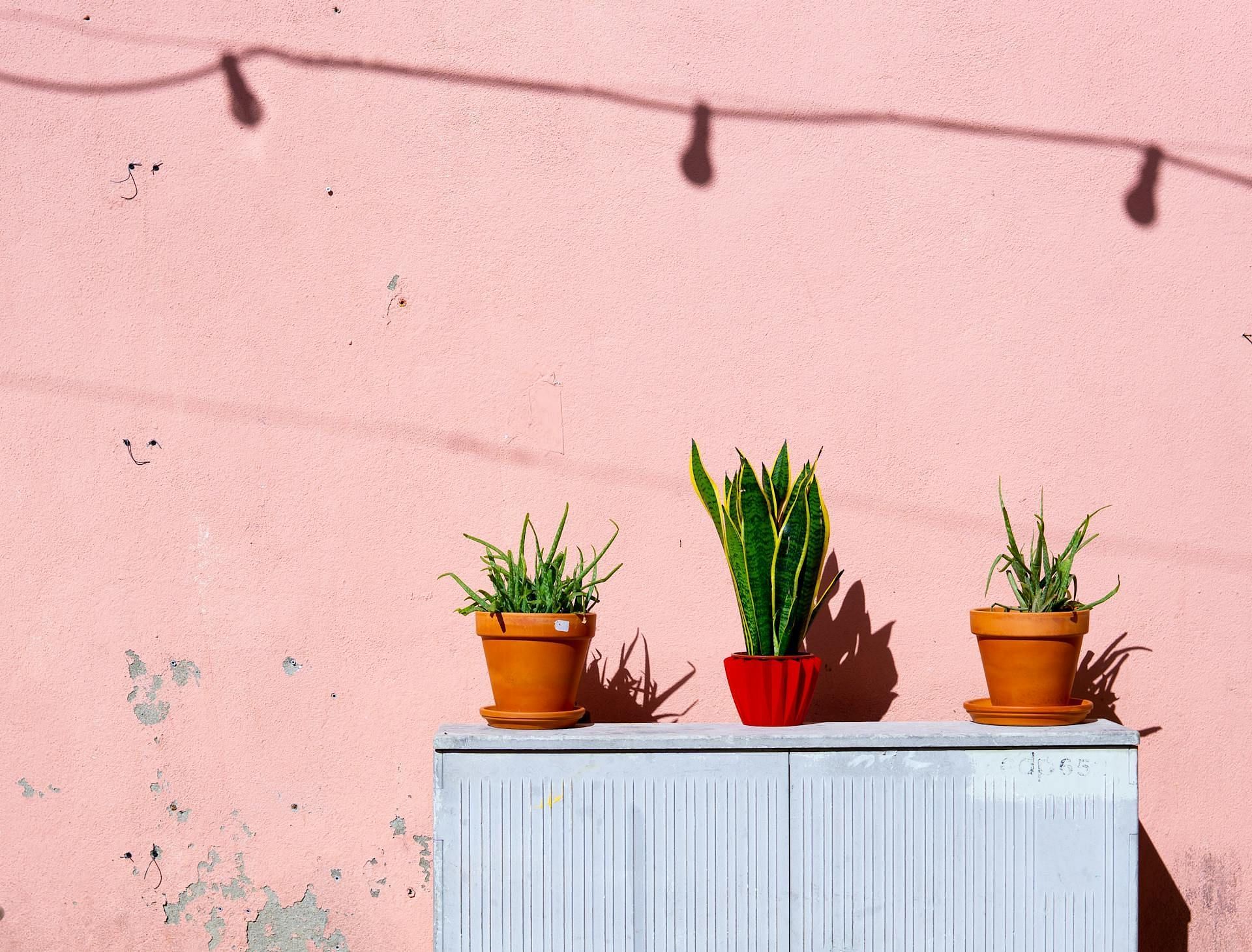 Snake plants have multiple purposes (Image via Pexels/Elle Hughes)