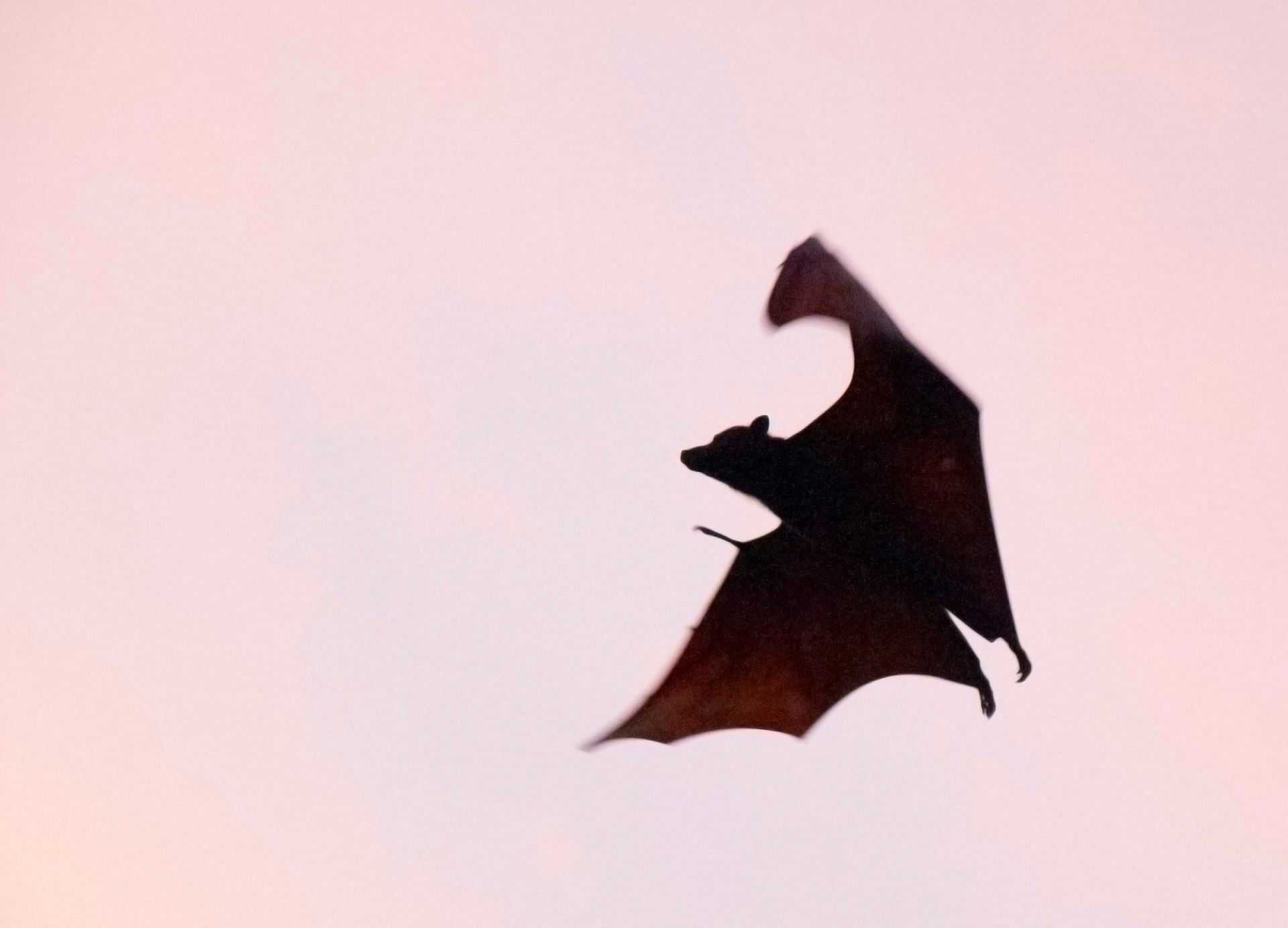 Bat bite a Human (Image via Unsplash/Igam Ogam)
