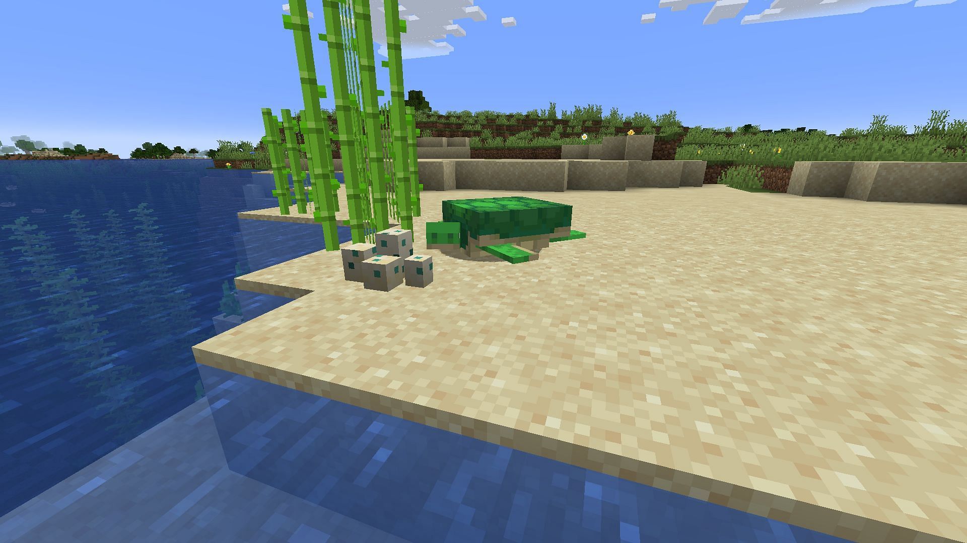 A sea turtle with its eggs (Image via Mojang Studios)