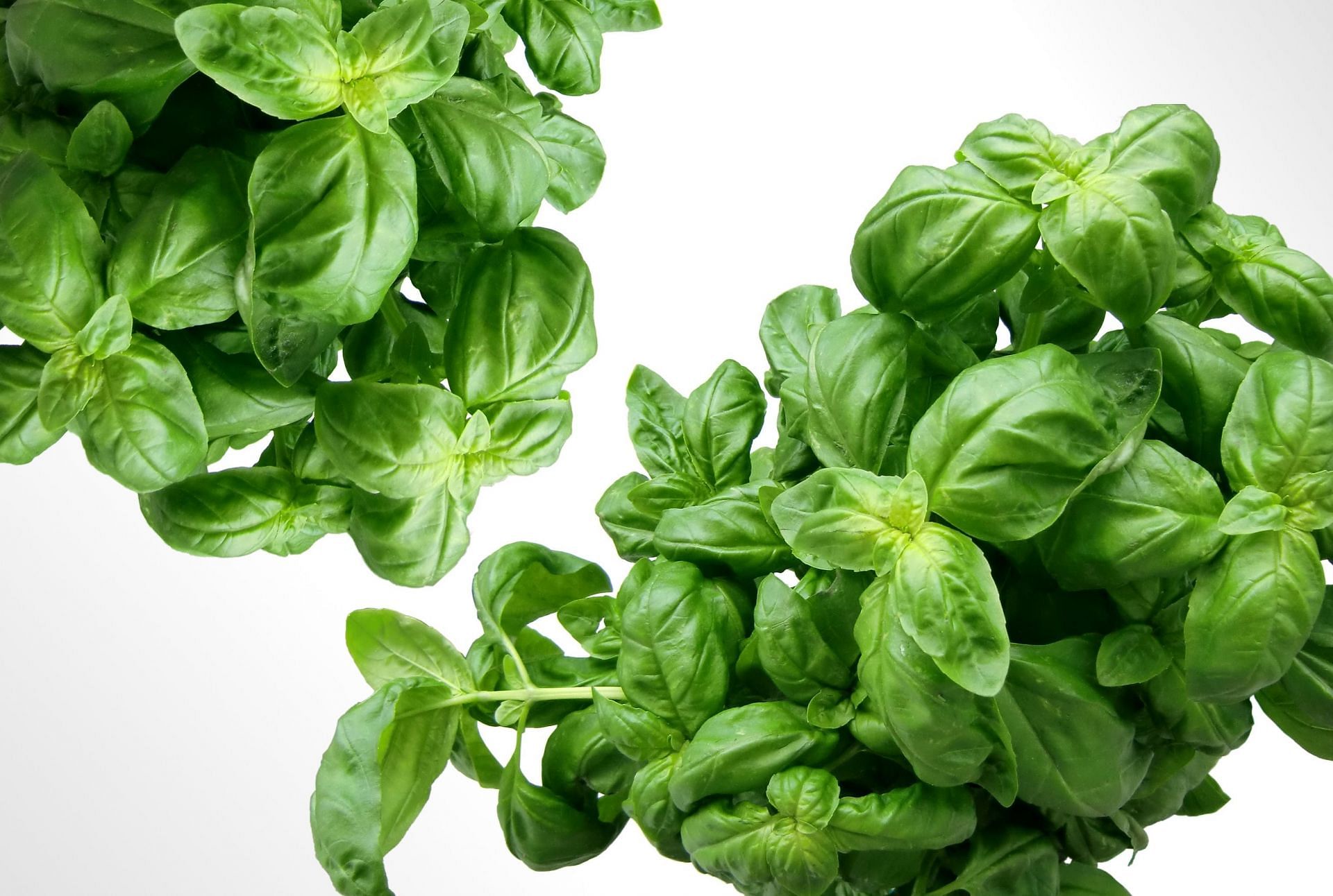 basil essential oil benefits (image sourced via Pexels / Photo by pixabay)