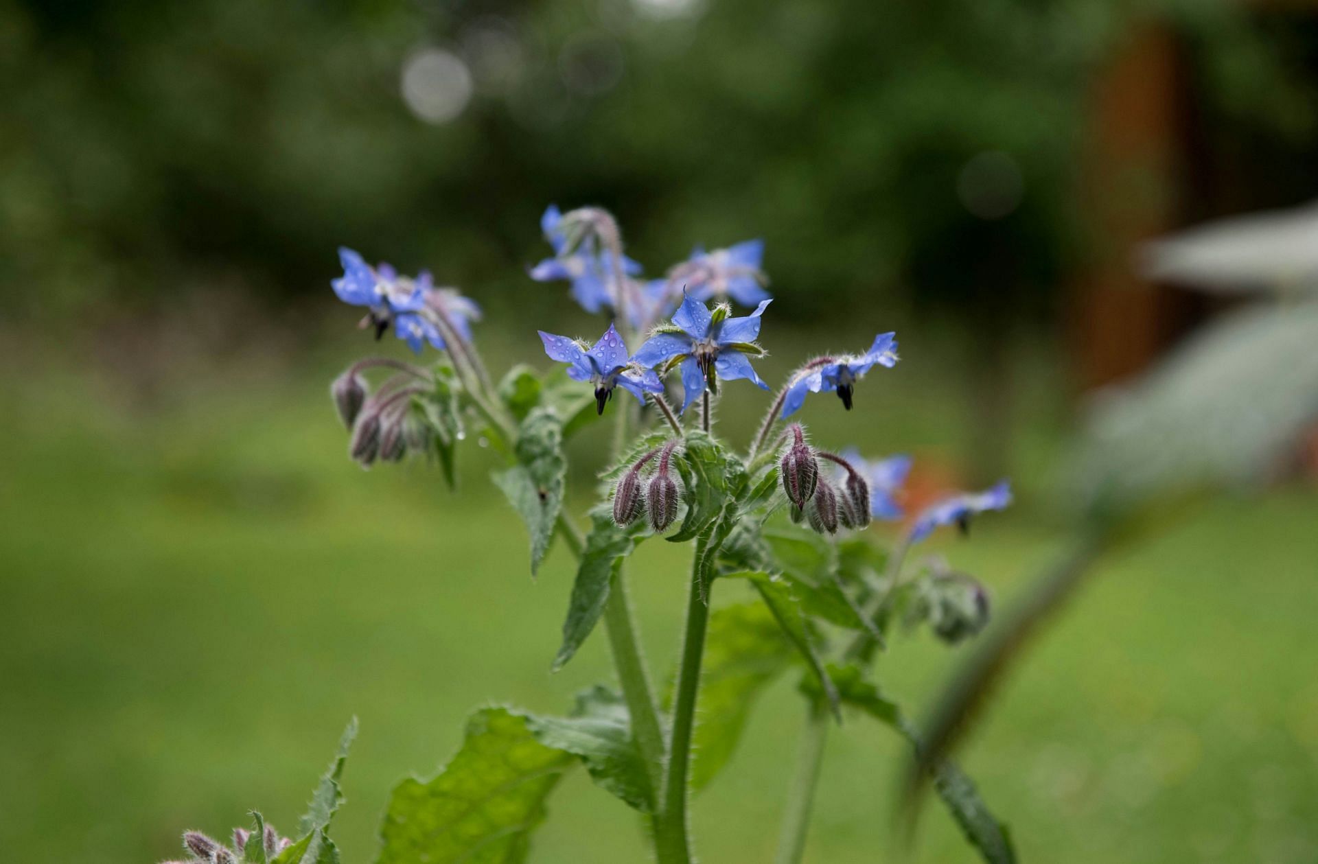 Borage oil benefits can be enjoyed by eating the plant too (Image by Julietta Watson/Unsplash)