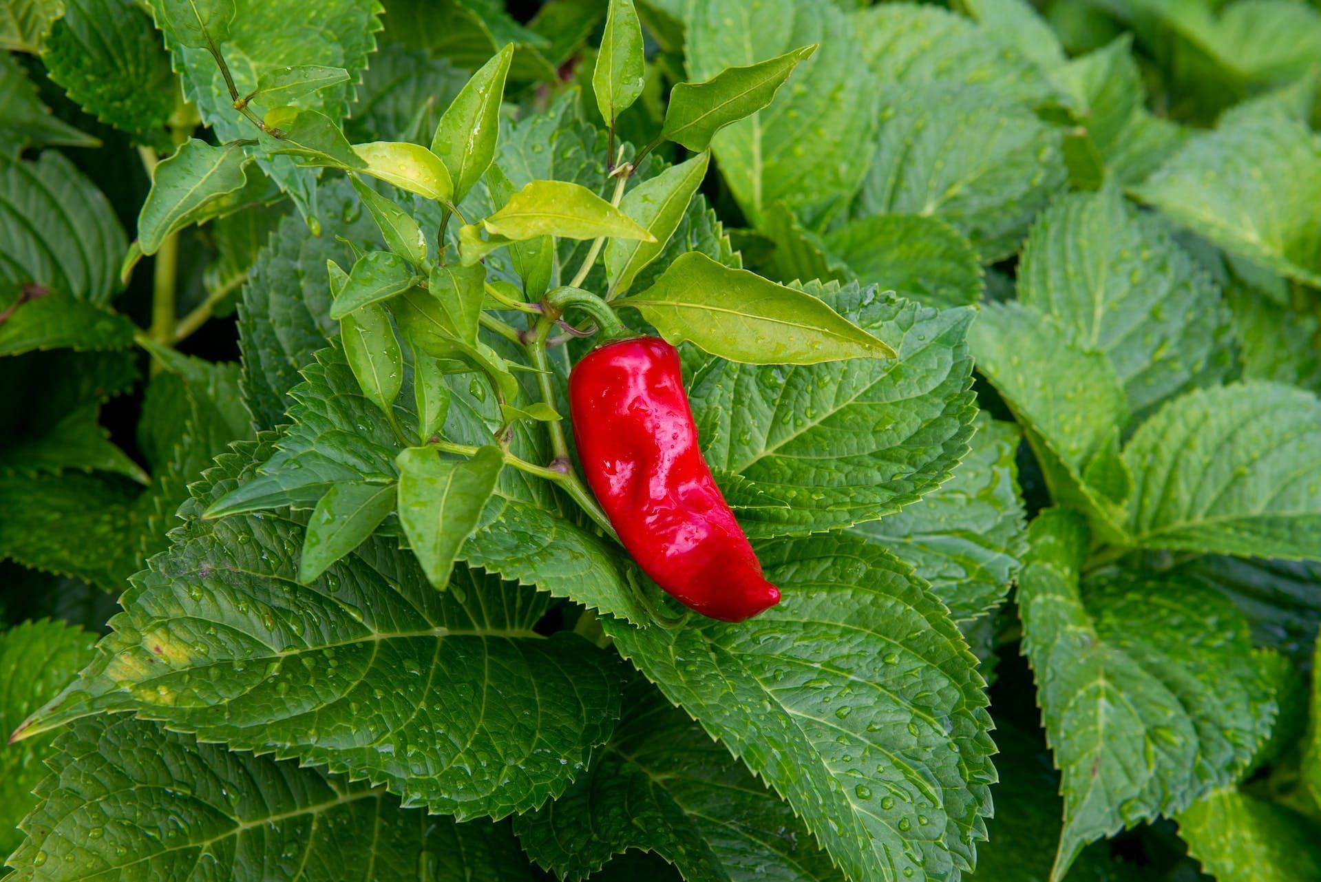 Ghost pepper improves digestion. (Image via Pexels/ Mohan Nannapaneni)
