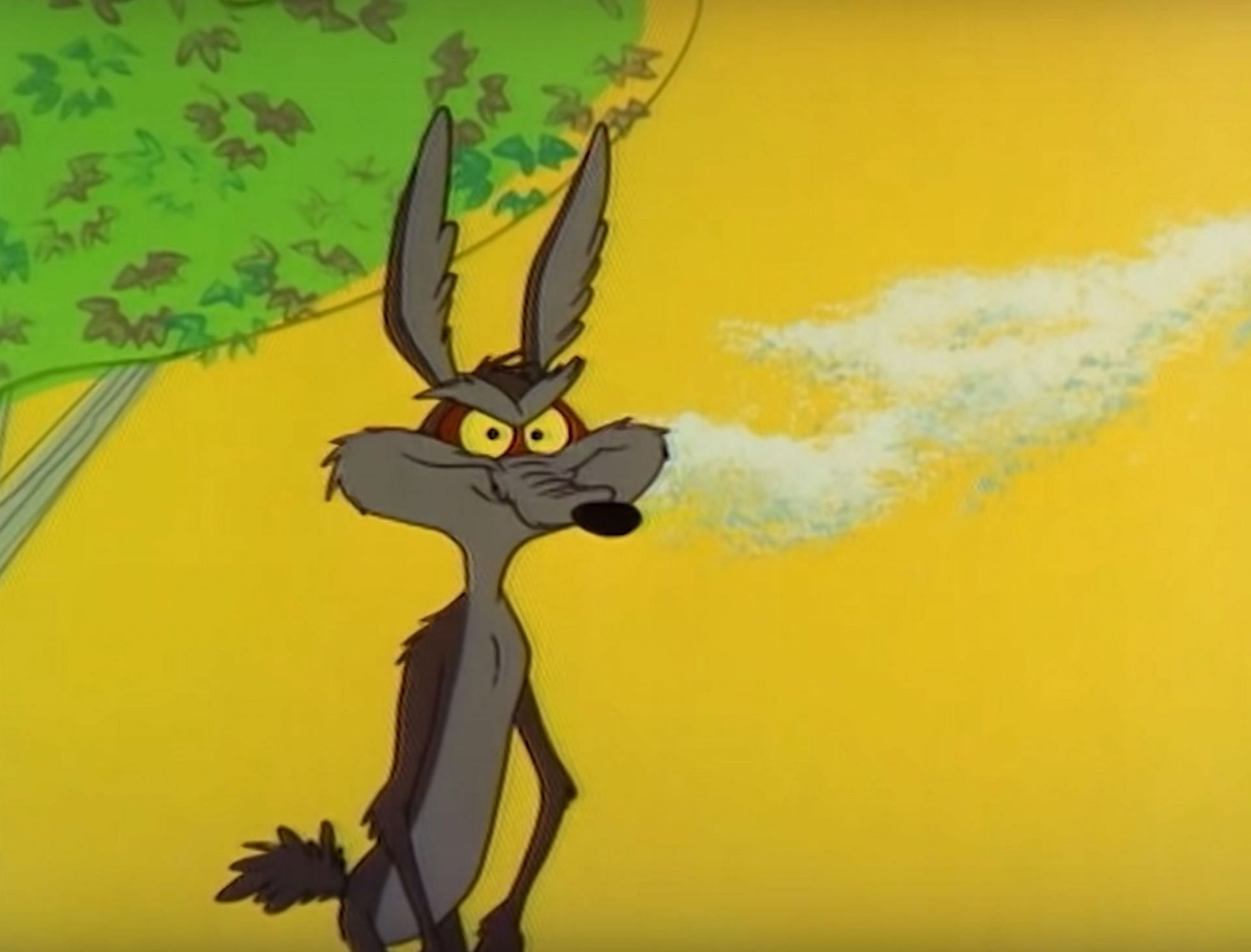 Coyote in Looney Tunes (Image via WB)