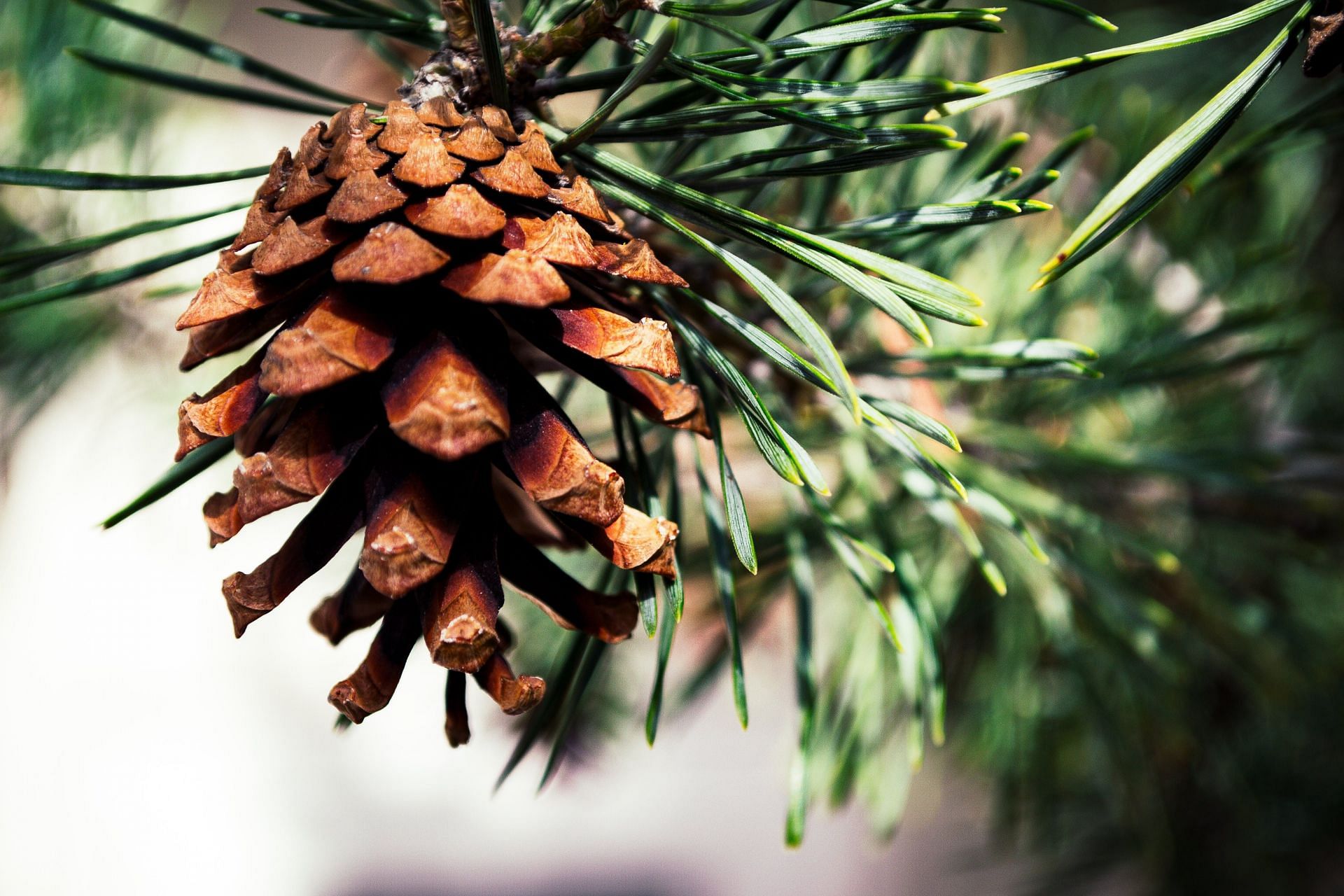 pine pollen benefits (image sourced via Pexels / Photo by brett)