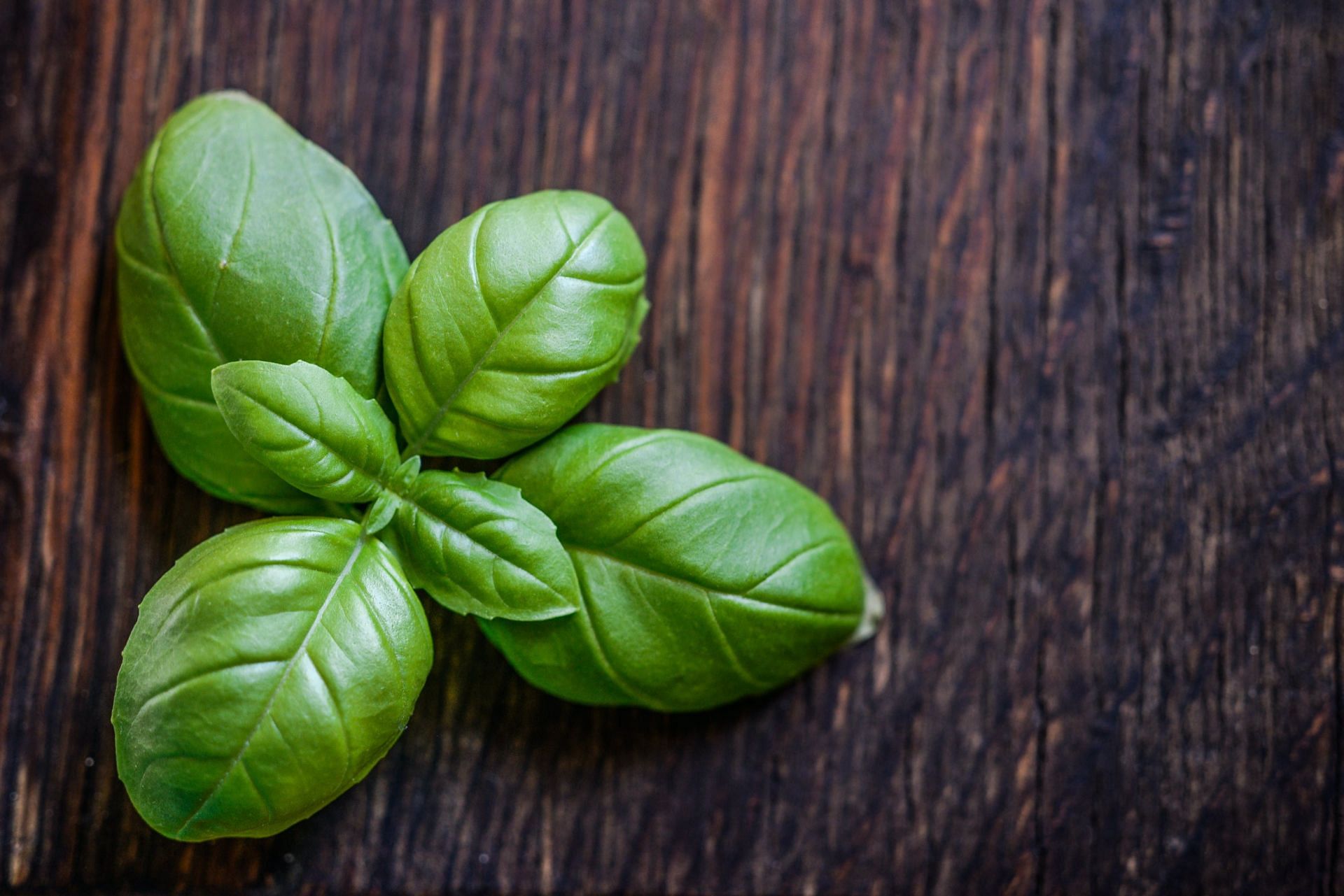 Importance of Basil essential oil benefits (image sourced via Pexels / Photo by monicore)