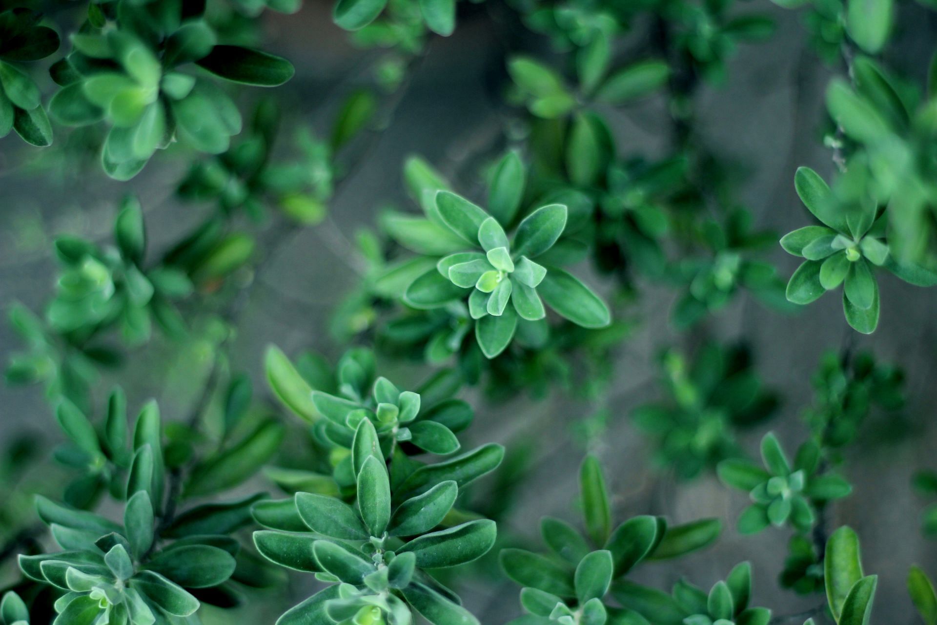Thyme oil is extracted from these plants. (Image by Albert Melu/Unsplash)
