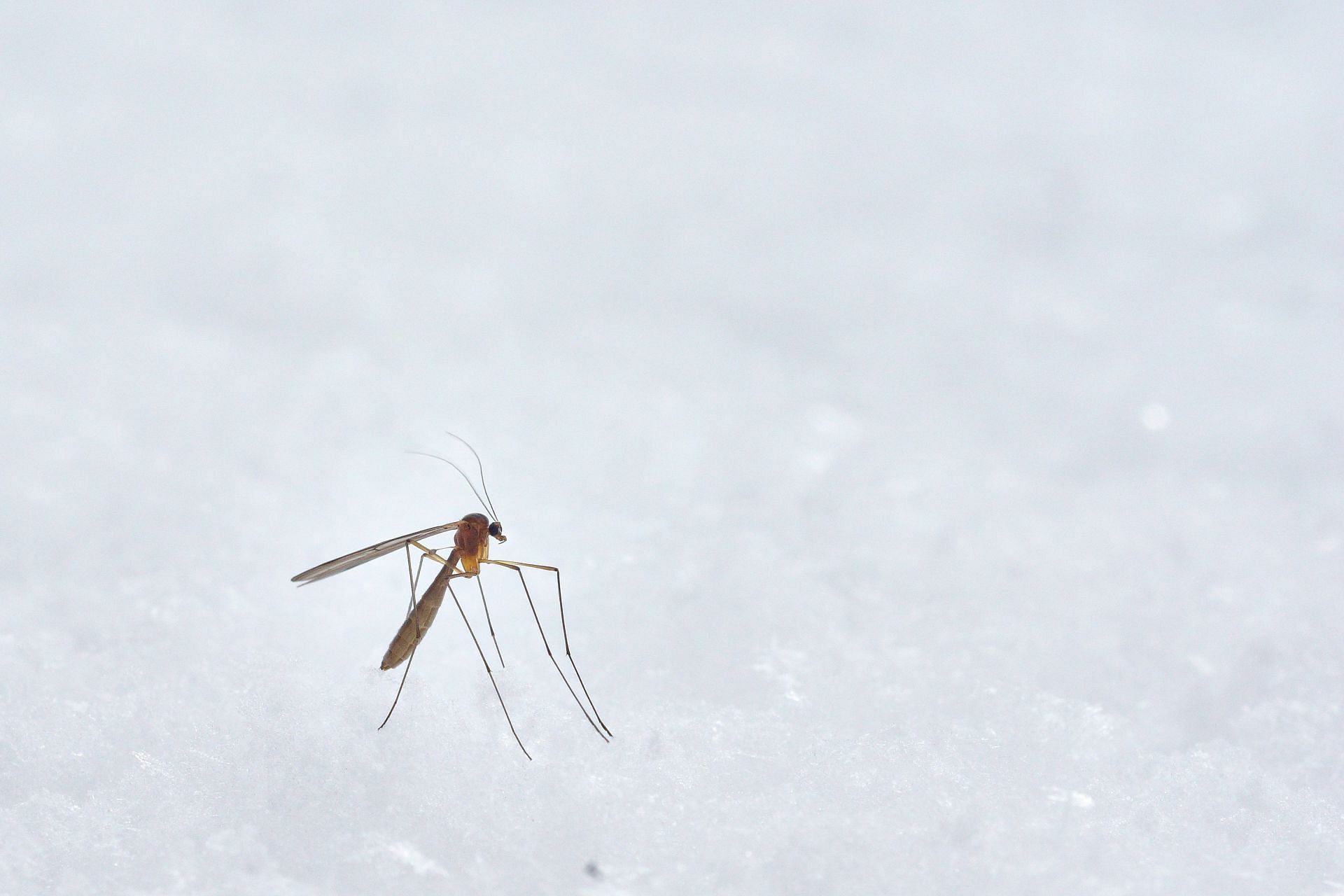 Zika Virus (Image via Unsplash/Wolfgang)