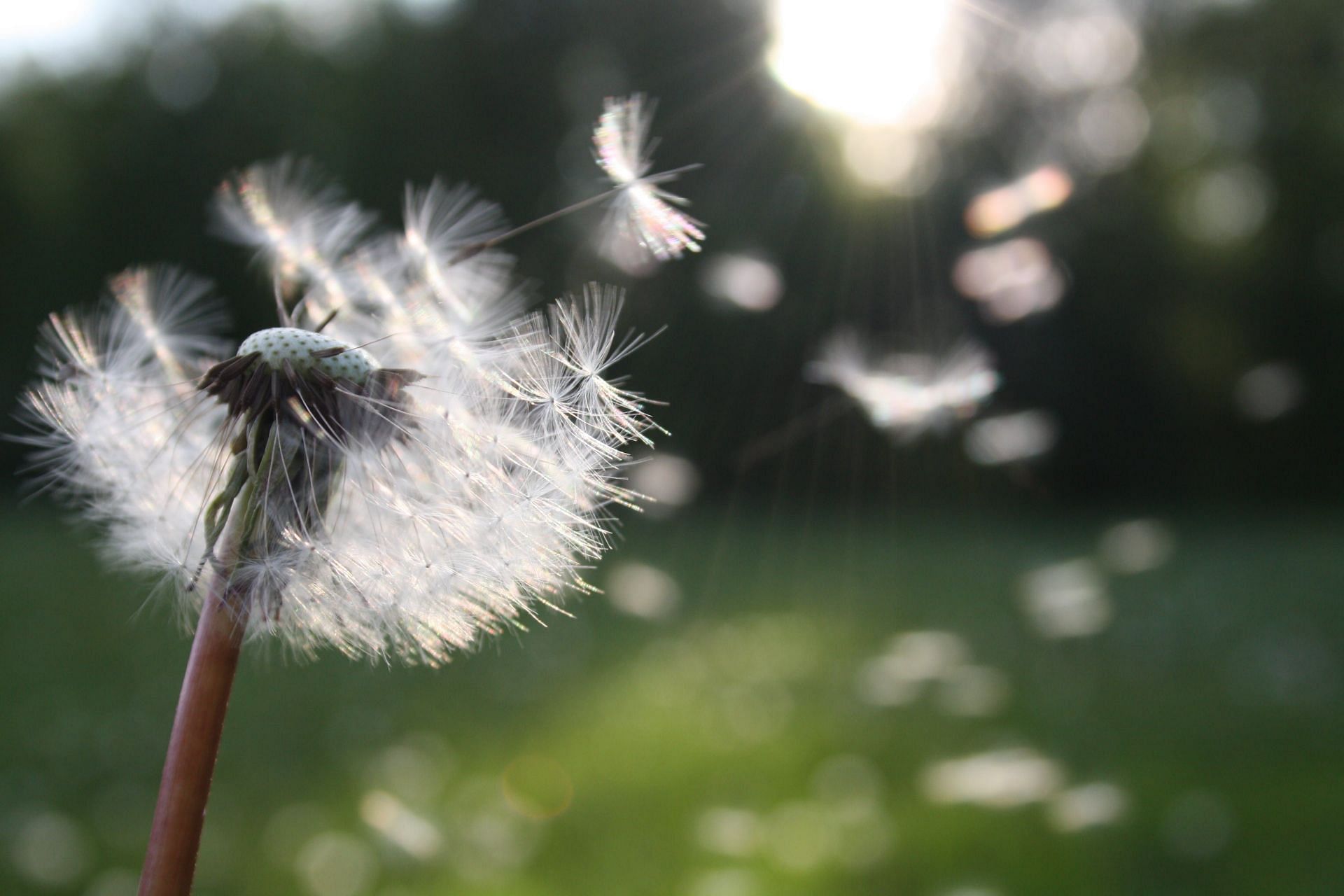 pine pollen benefits (image sourced via Pexels / Photo by nita)